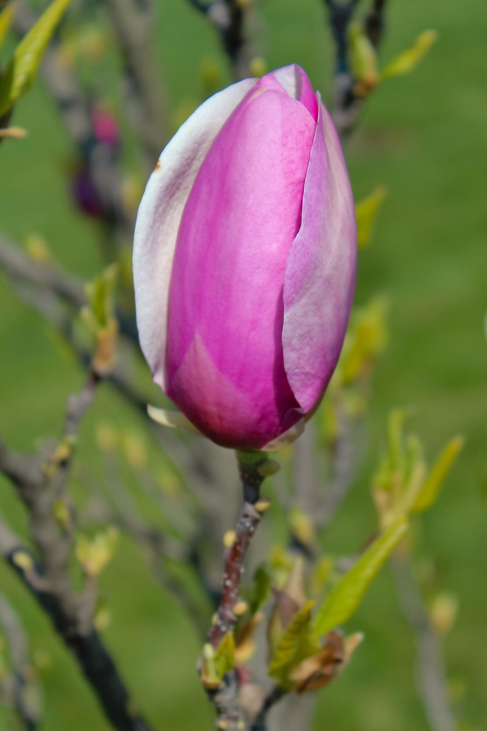 Canon EOS 550D (EOS Rebel T2i / EOS Kiss X4) sample photo. Magnolia, flower, bud photography