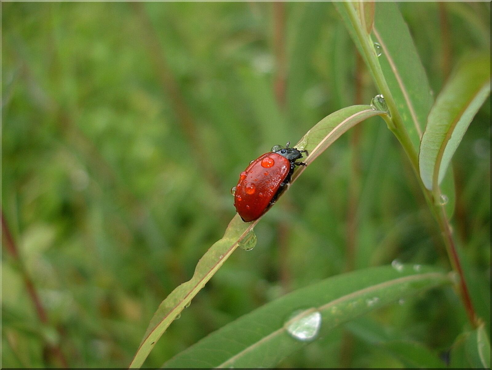 Sony DSC-P200 sample photo. Beetle, meadow nature, insect photography