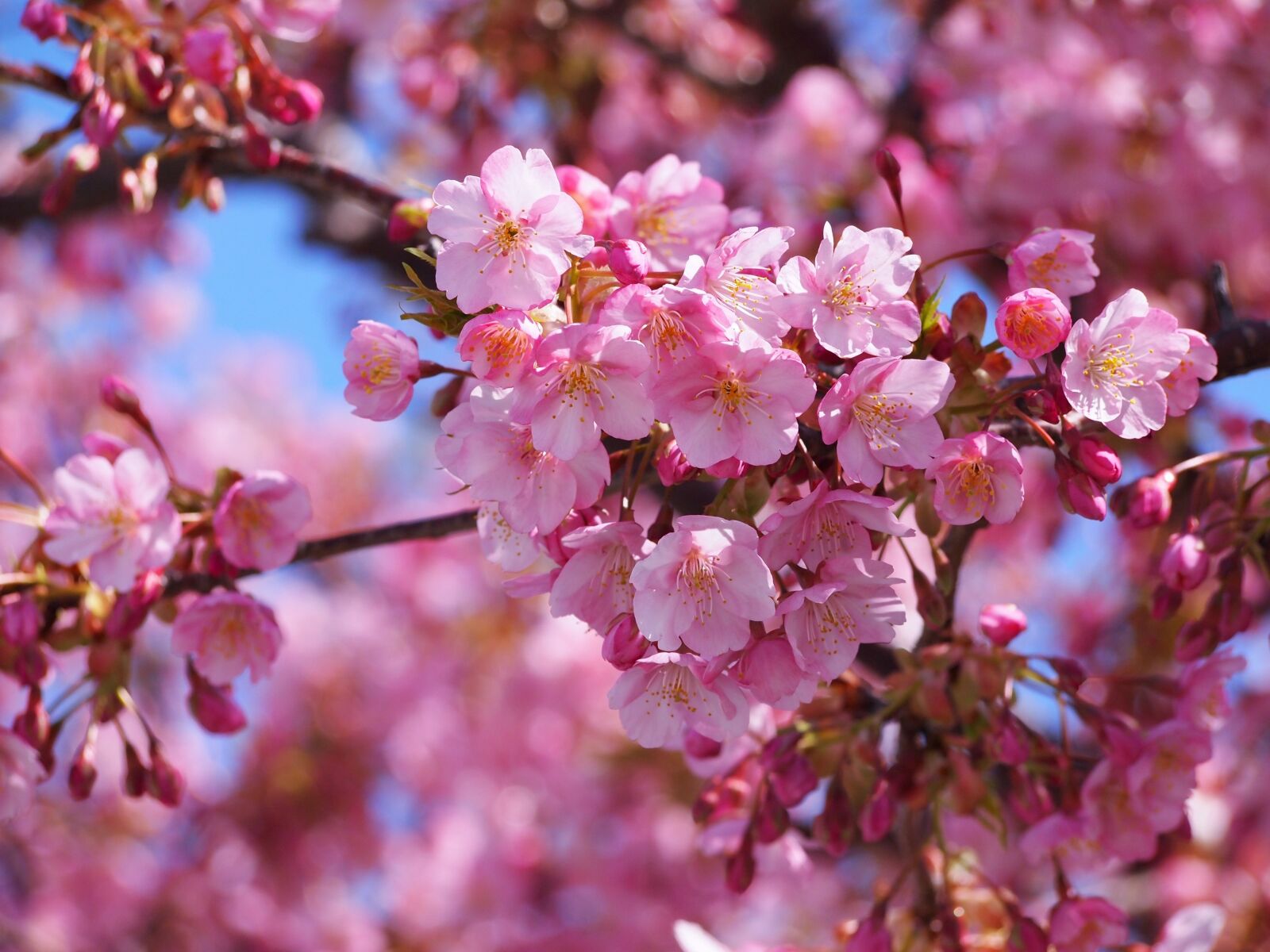 Olympus PEN E-PL1s sample photo. Kawazu, cherry blossoms, izu photography