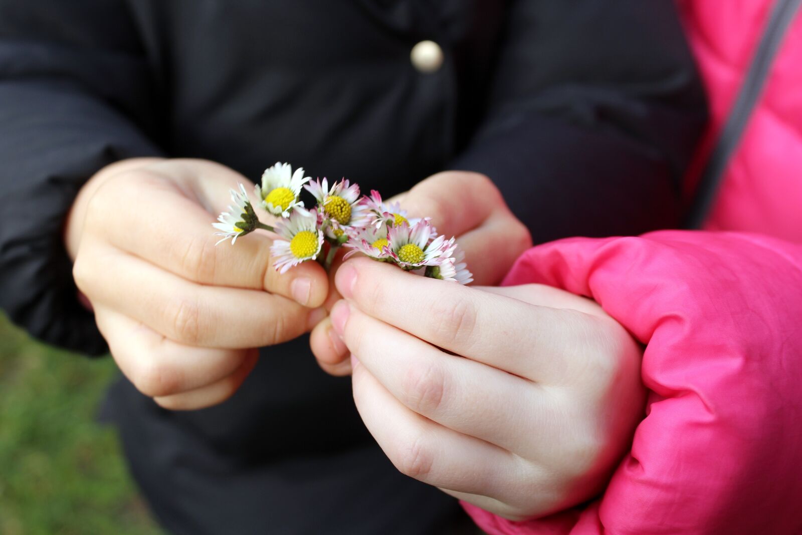 Canon EOS 1200D (EOS Rebel T5 / EOS Kiss X70 / EOS Hi) sample photo. Daisies, flowers, pluck photography