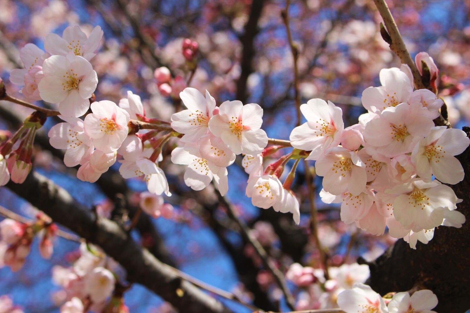 Canon EOS 100D (EOS Rebel SL1 / EOS Kiss X7) sample photo. Cherry blossom, japan, sakura photography