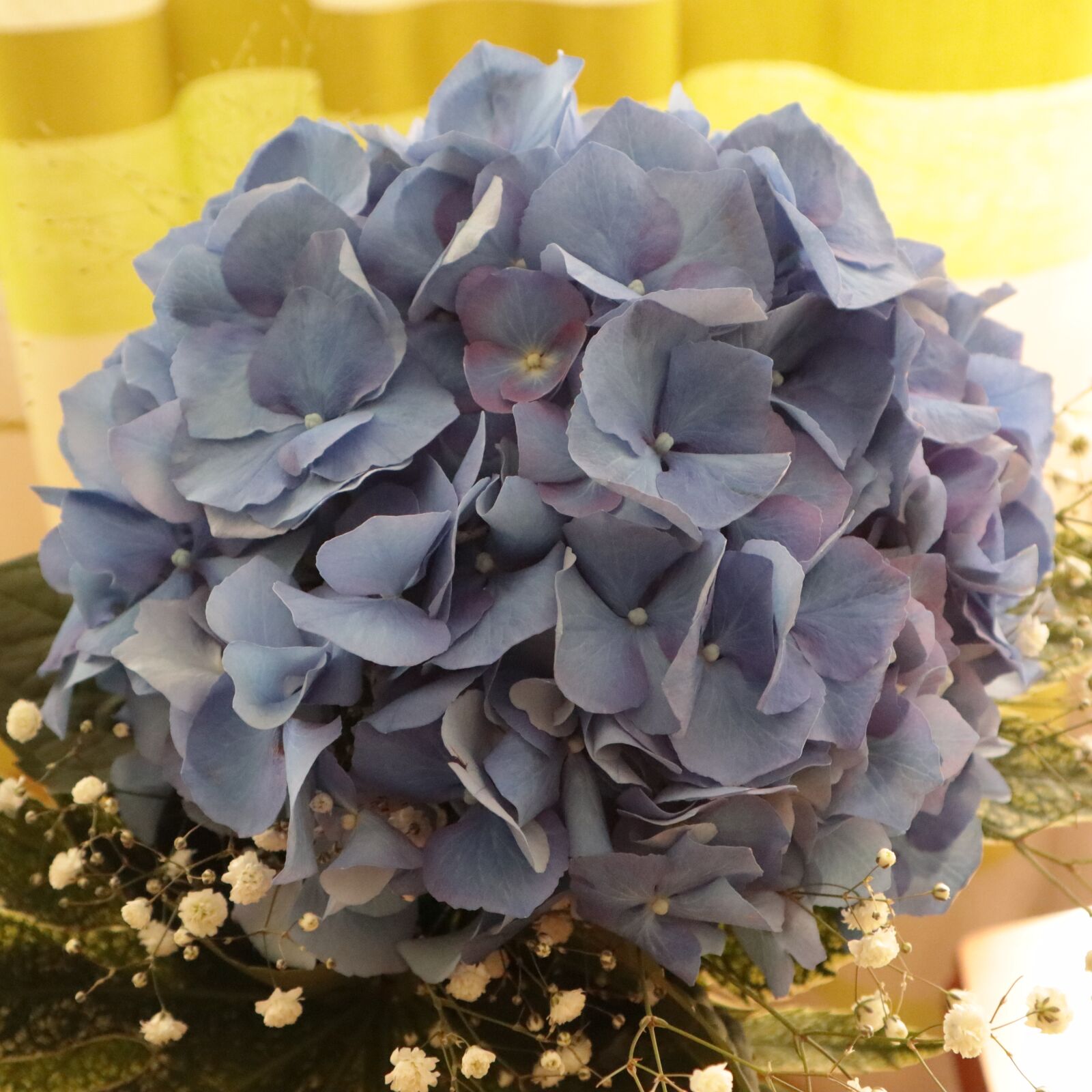 Canon EOS M100 sample photo. Flowers, bouquet, blue photography