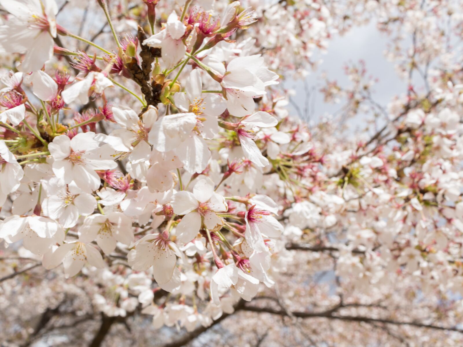 Canon EOS 100D (EOS Rebel SL1 / EOS Kiss X7) + Canon EF-S 18-55mm F3.5-5.6 IS STM sample photo. Flowers, cherry blossoms, japan photography