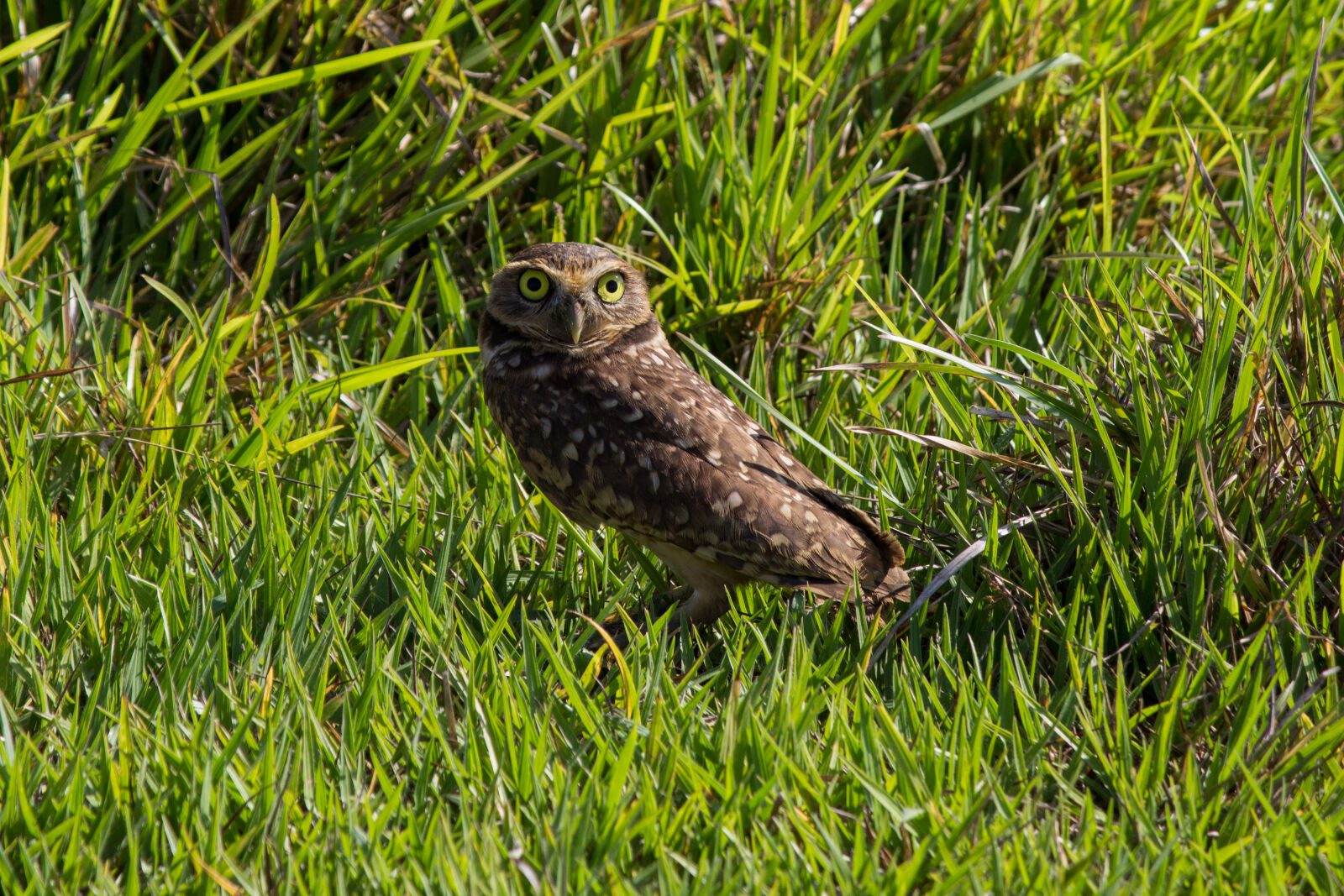 Canon EOS 600D (Rebel EOS T3i / EOS Kiss X5) + Canon EF-S 55-250mm F4-5.6 IS II sample photo. Bird, buho, burrowing, owl photography