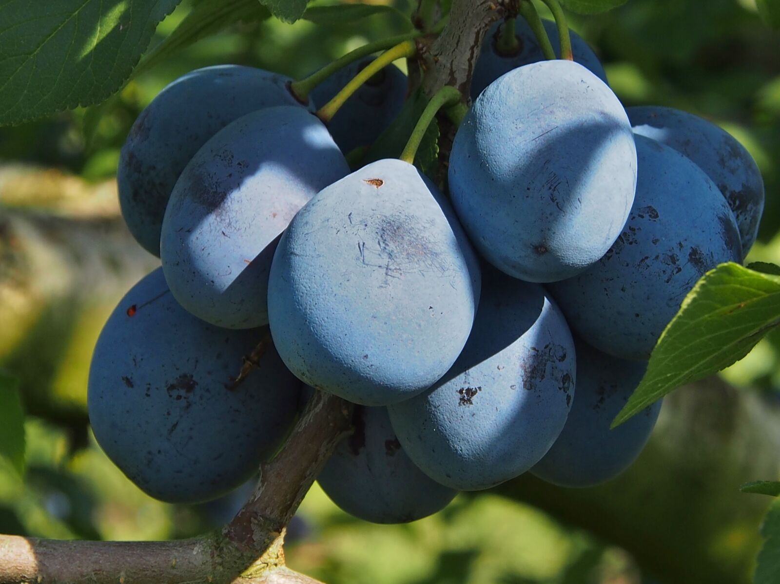 Olympus OM-D E-M5 sample photo. Plums, fruit, blue photography