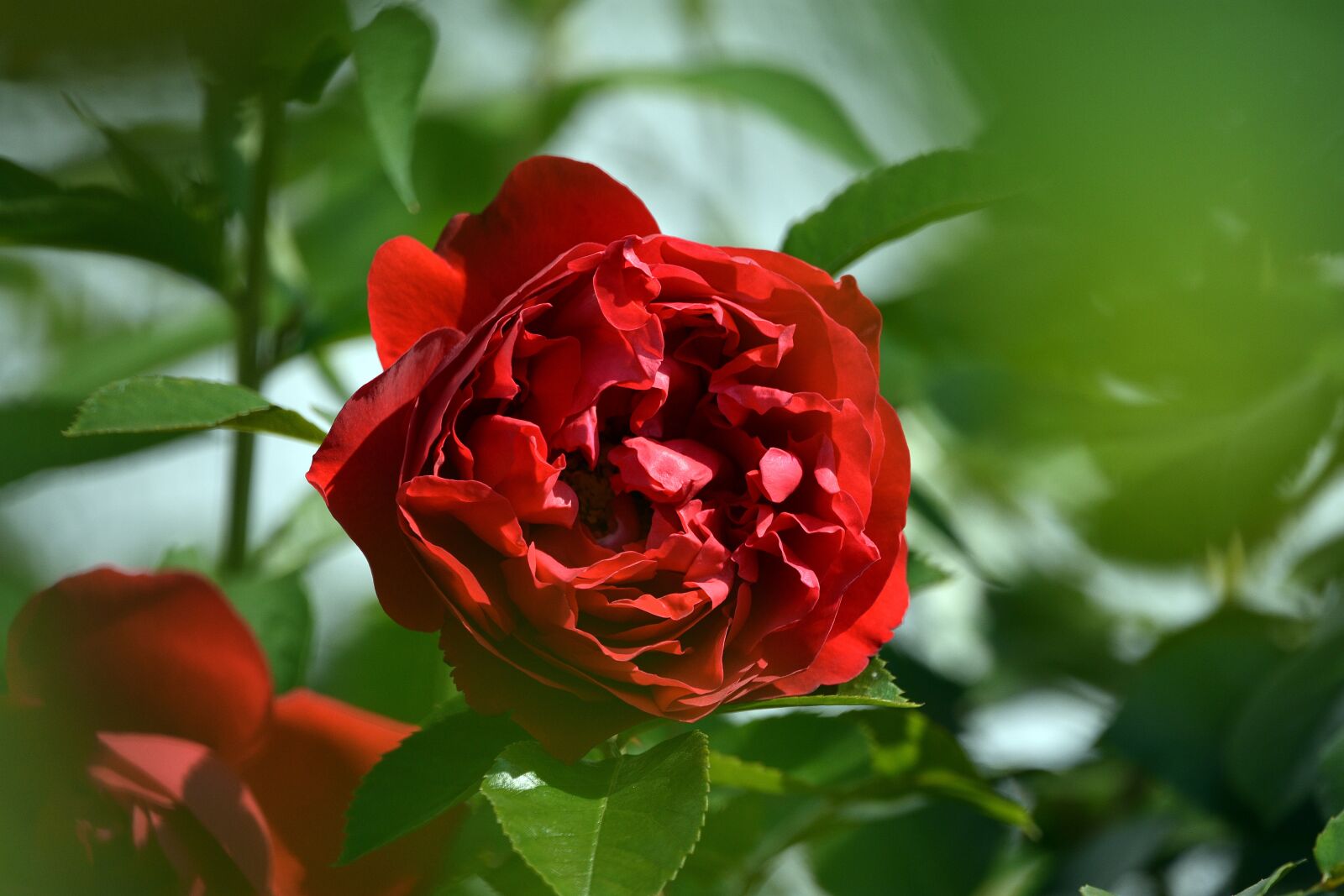 Nikon D3400 sample photo. Rose, flower, flowers photography