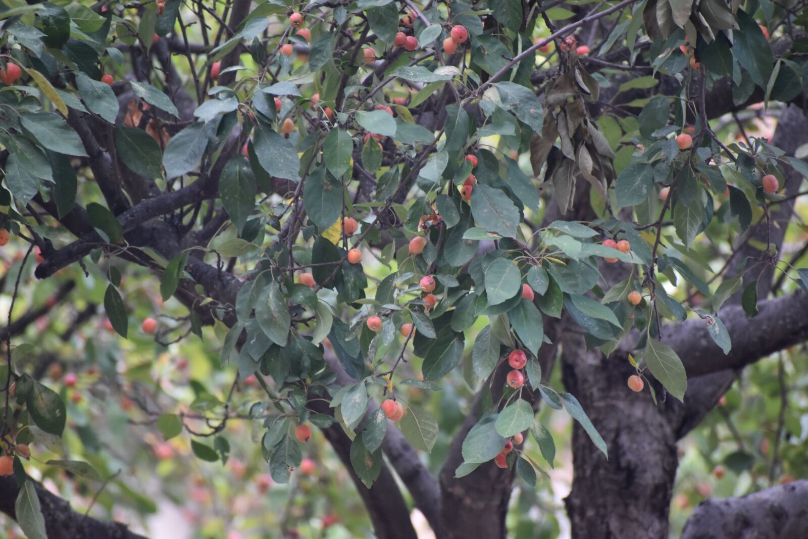 Nikon D5600 sample photo. Trees, fruit, orchard photography