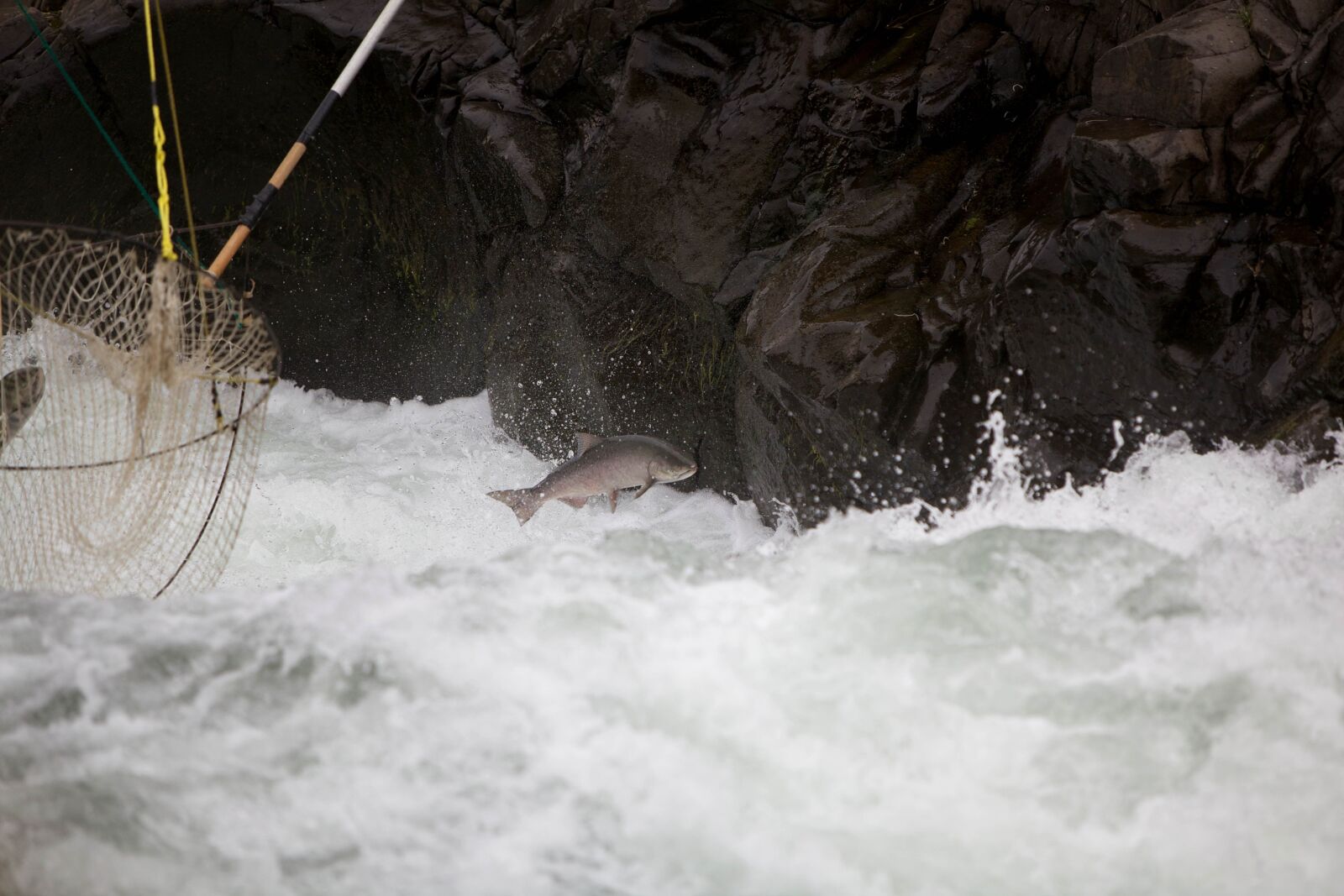 Canon EOS 5D Mark II sample photo. Salmon, escapes, traditional, dip photography