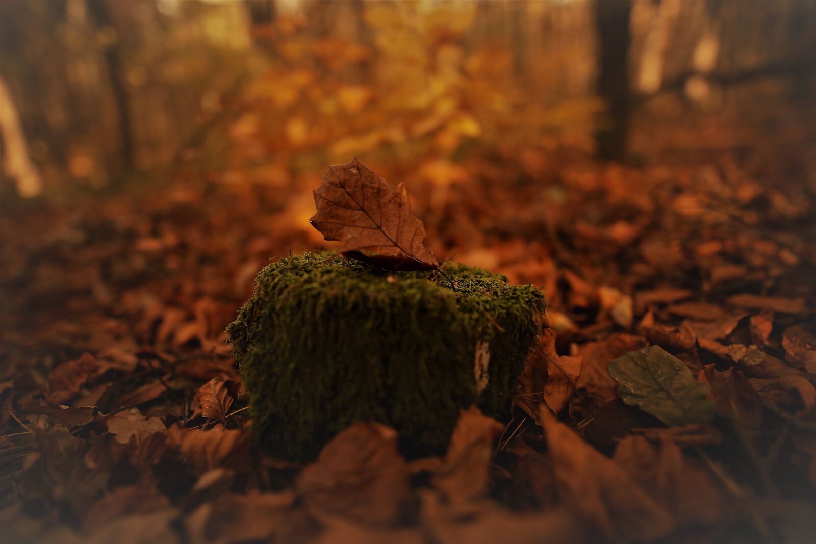 Canon 20mm F1.4 DG HSM | Art 015 sample photo. Forest, nature, color photography