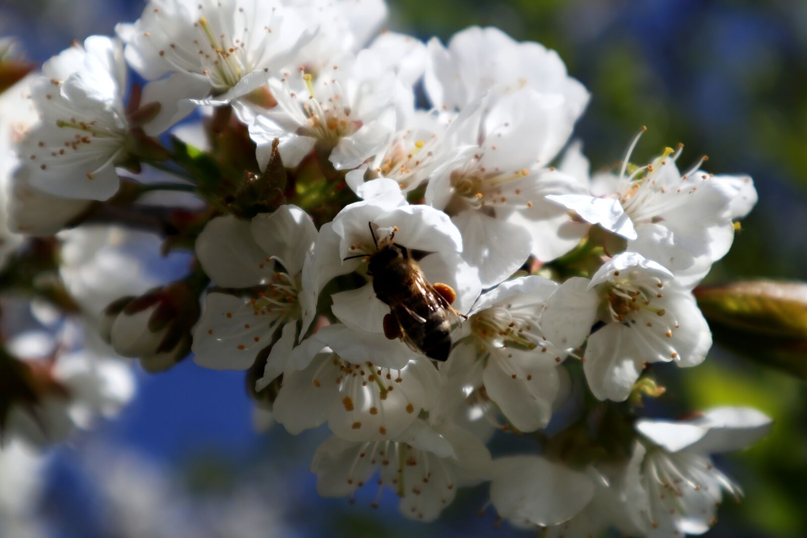 Canon EOS M100 sample photo. Bee, insect, bush photography