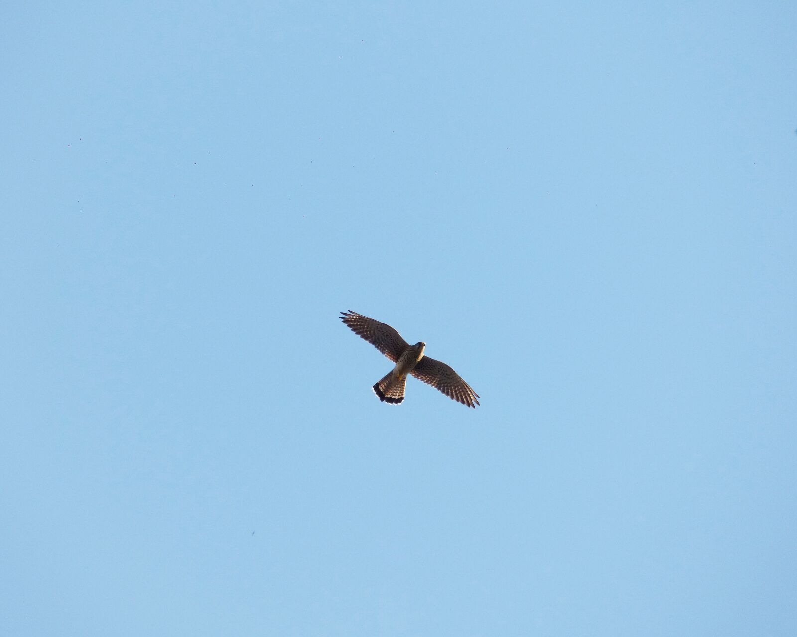 Panasonic DMC-FZ72 sample photo. Falcon, sky, birds photography