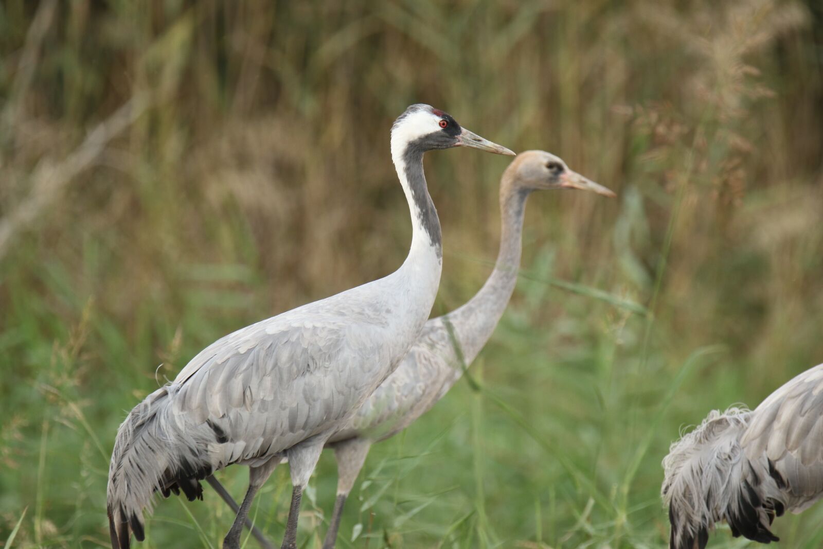 Canon EOS 7D Mark II sample photo. Birds, crane, wildlife photography