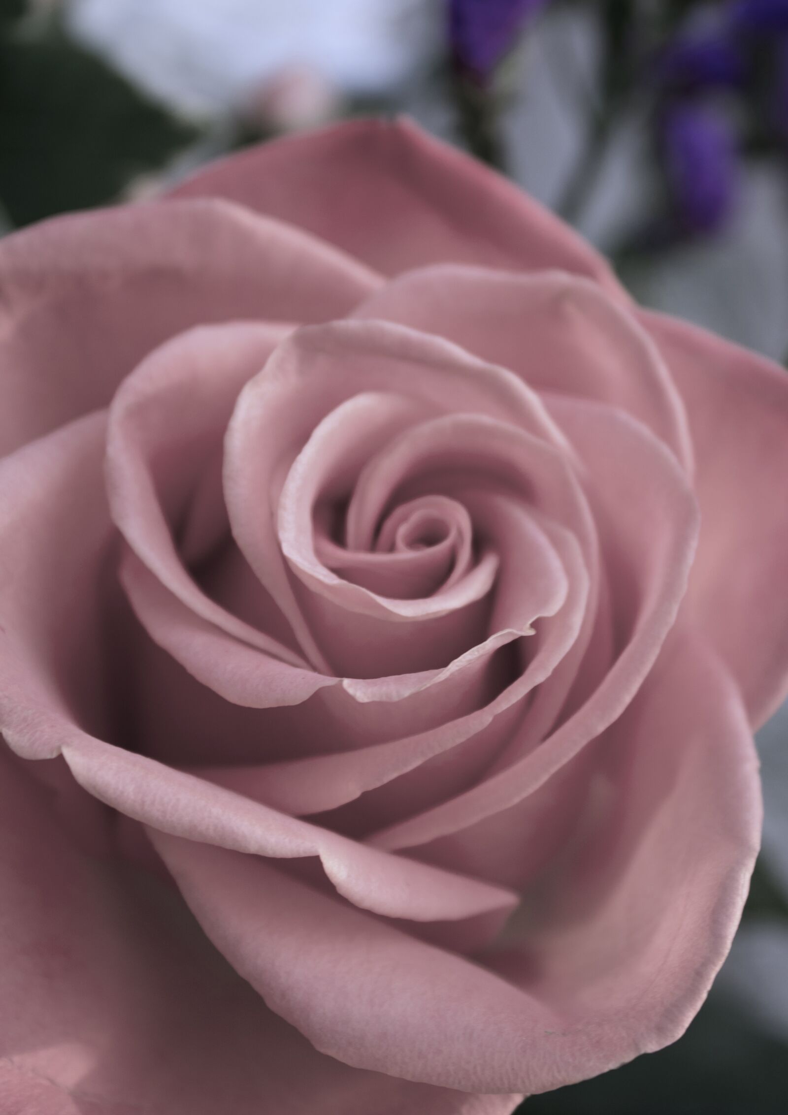 Canon EOS 1300D (EOS Rebel T6 / EOS Kiss X80) sample photo. Rose, flower, bloom photography