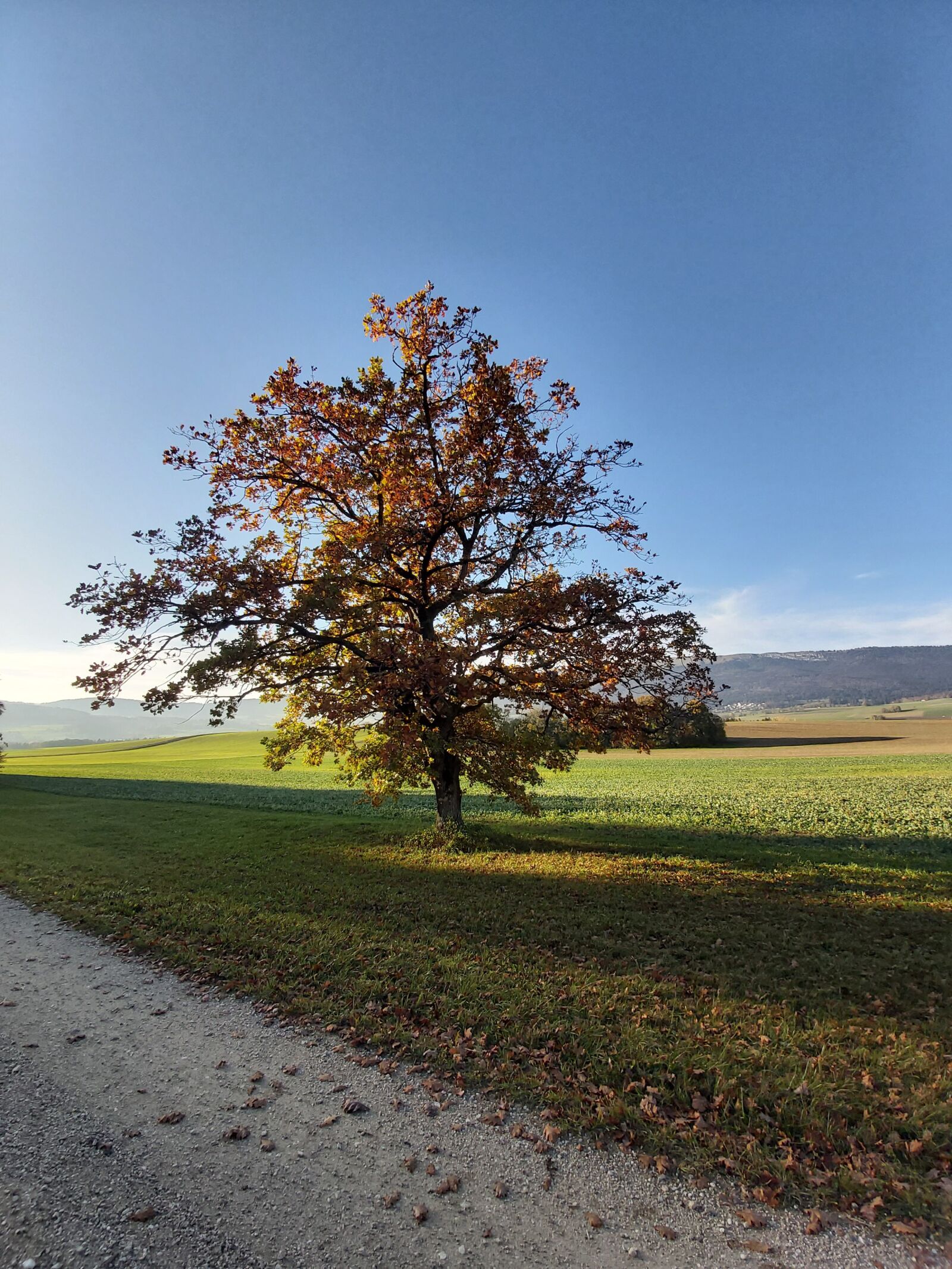 Samsung Galaxy A70 sample photo. Autumn, tree, landscape photography