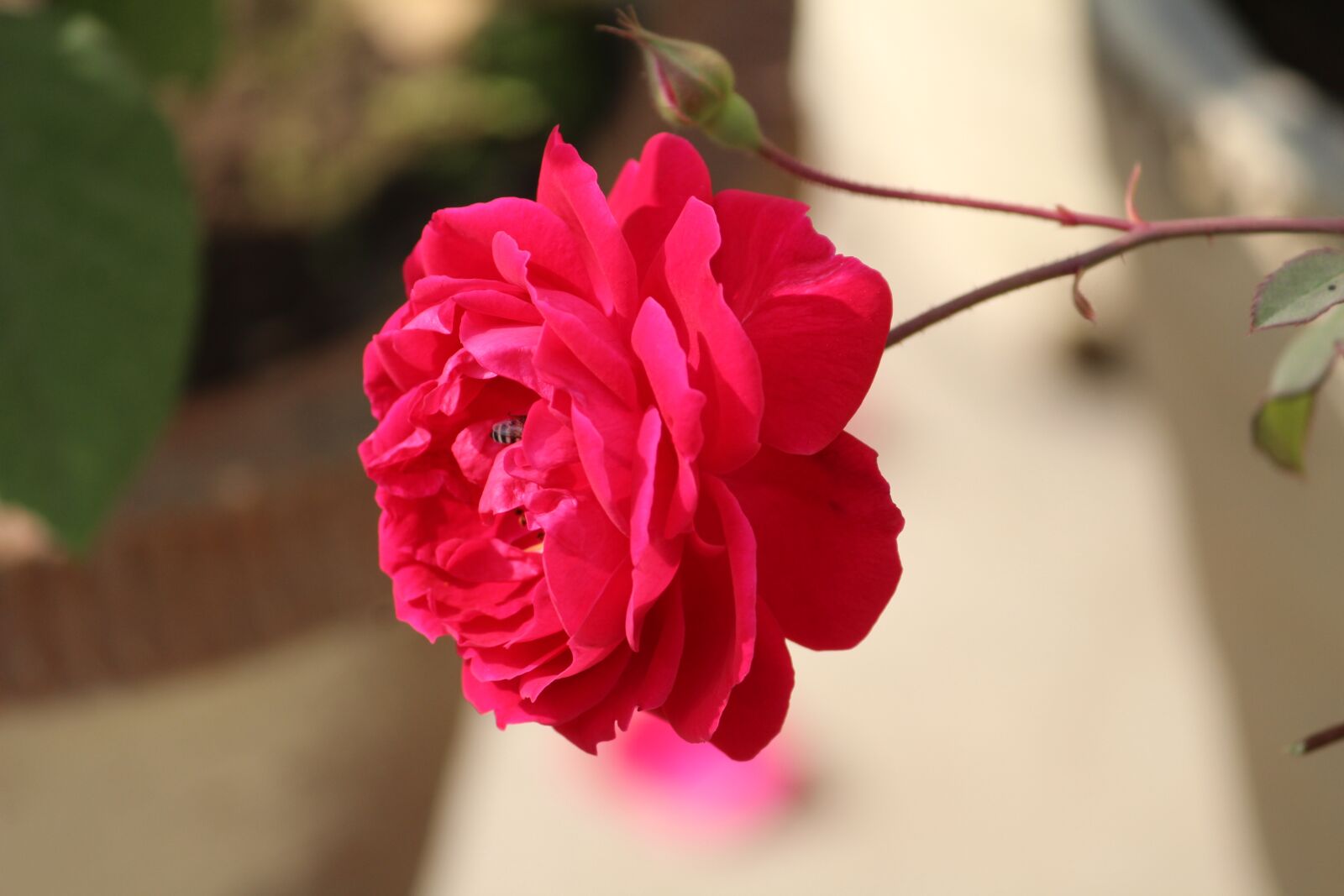 Canon EOS 1200D (EOS Rebel T5 / EOS Kiss X70 / EOS Hi) sample photo. Rose, rosa, flower photography