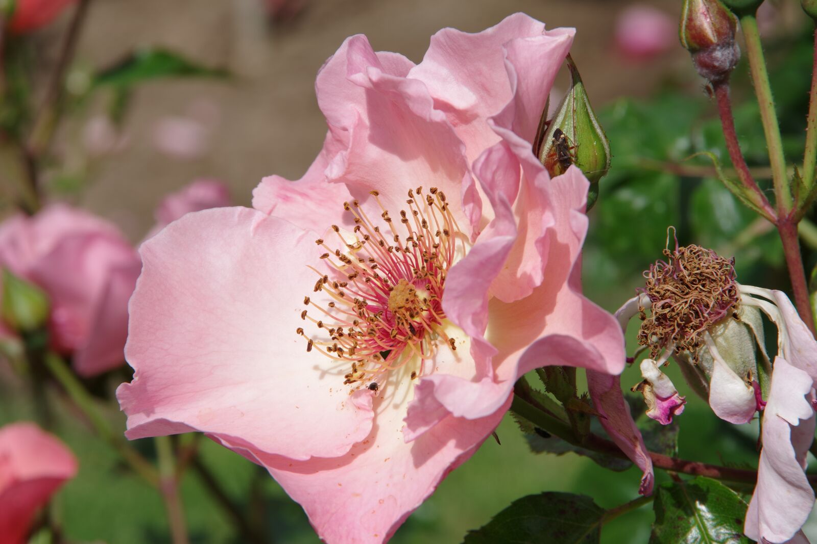 Pentax K-70 sample photo. Rose, blume, rot photography