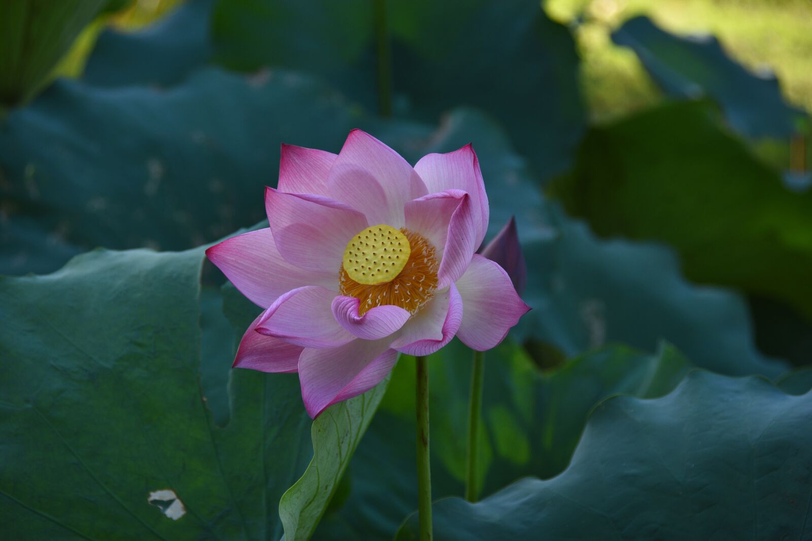 Nikon D7200 sample photo. Lotus, pink, bloom photography