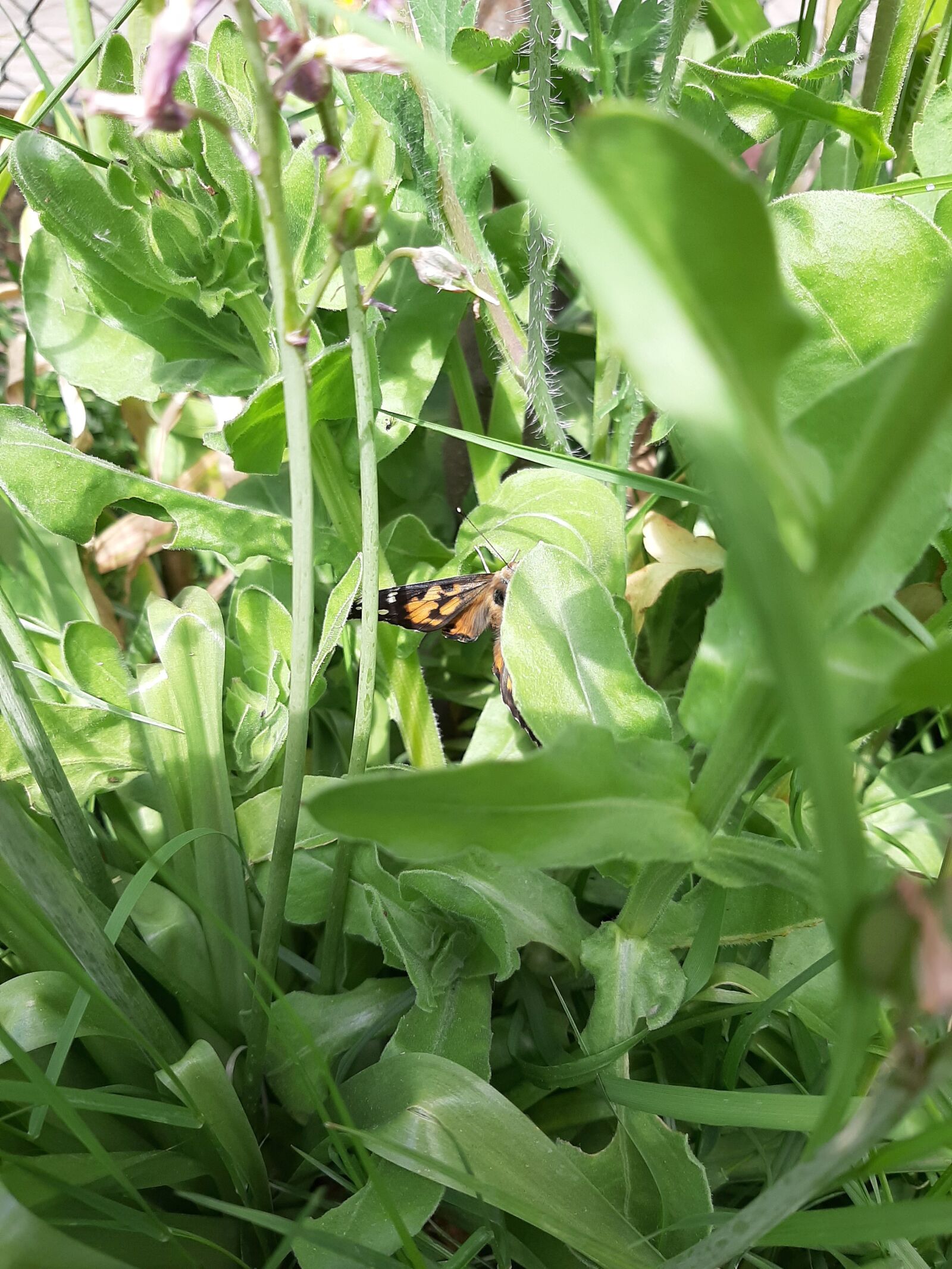 Samsung Galaxy A50 sample photo. Vanessa cardui, marigold, butterfly photography