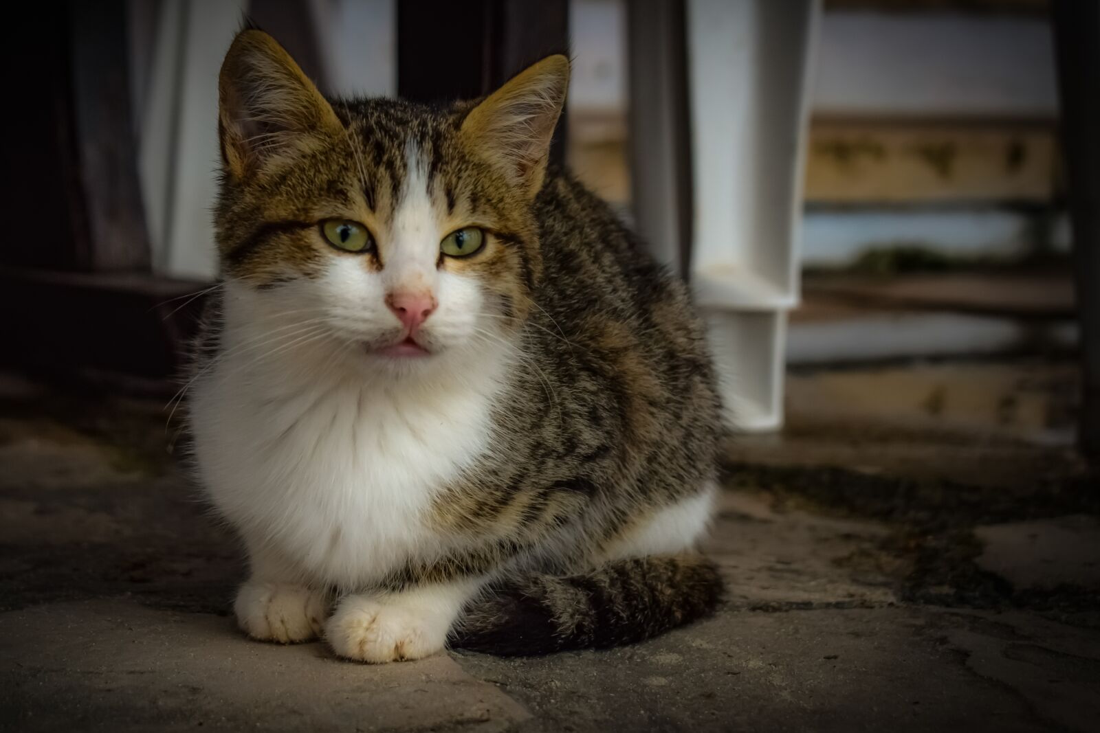 Nikon D3300 sample photo. Cat, young, stray photography