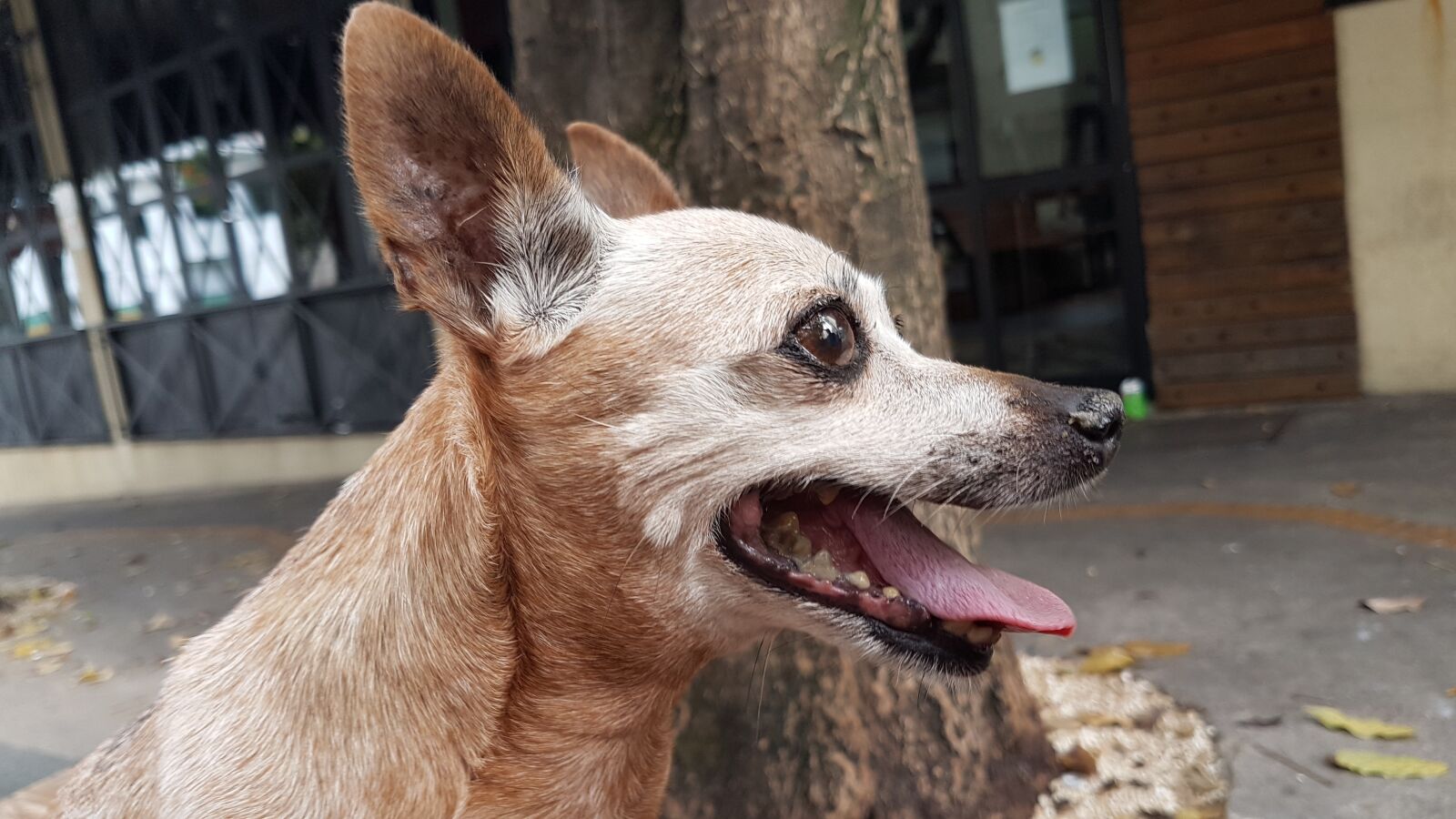 Samsung Galaxy S7 Edge sample photo. Pinschers, animal, pet photography
