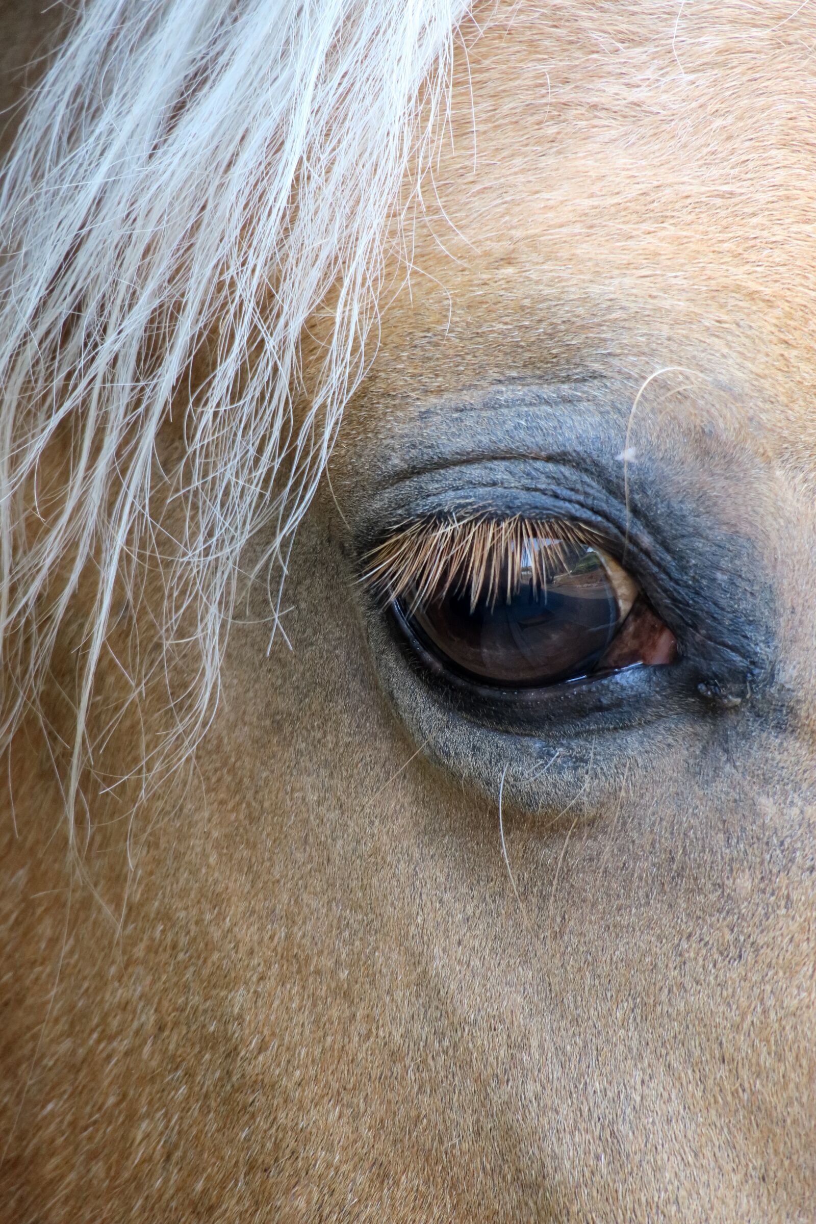 Canon PowerShot G3 X sample photo. Horse, eye, close up photography