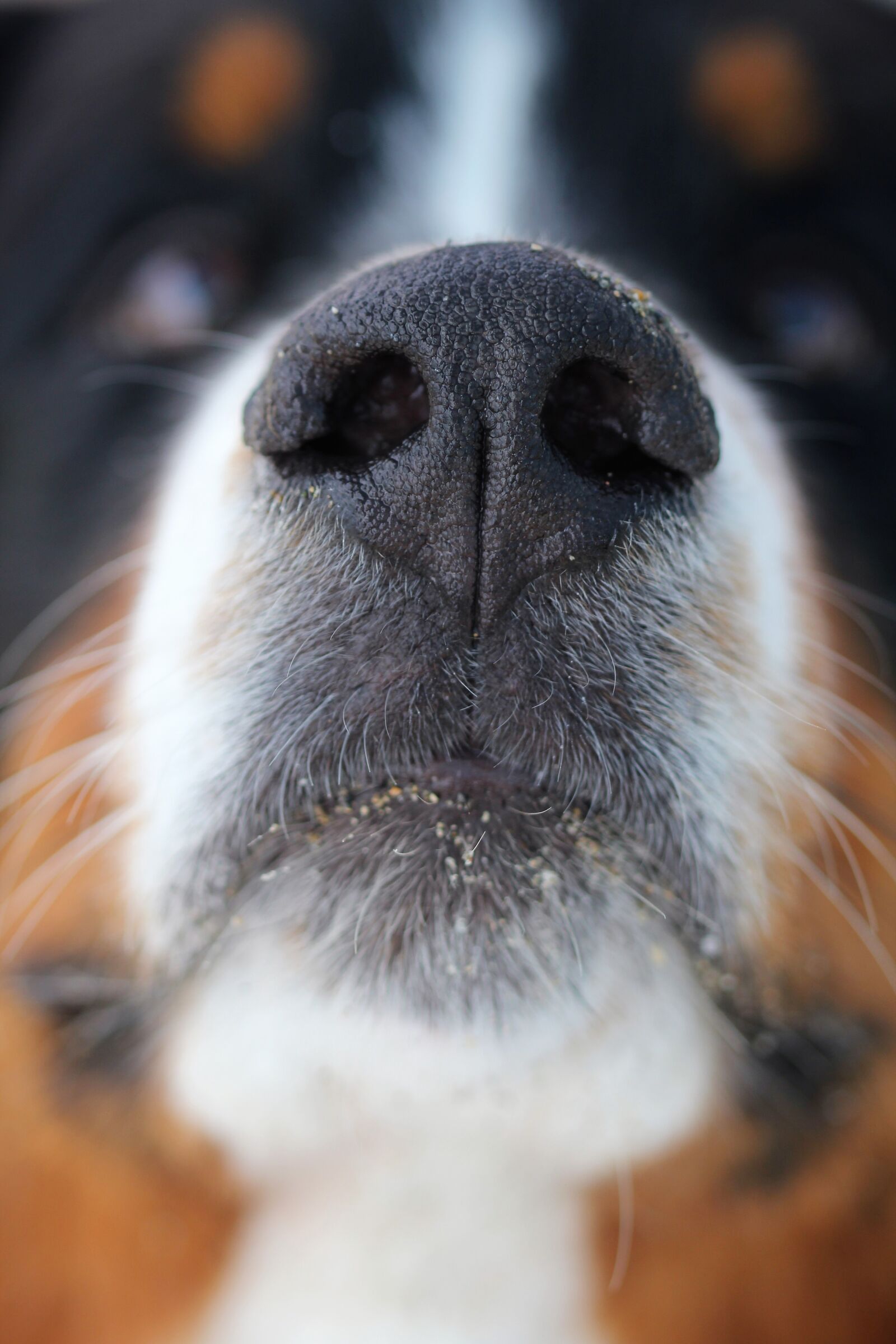 Canon EOS 550D (EOS Rebel T2i / EOS Kiss X4) sample photo. Dog, nose, dog nose photography