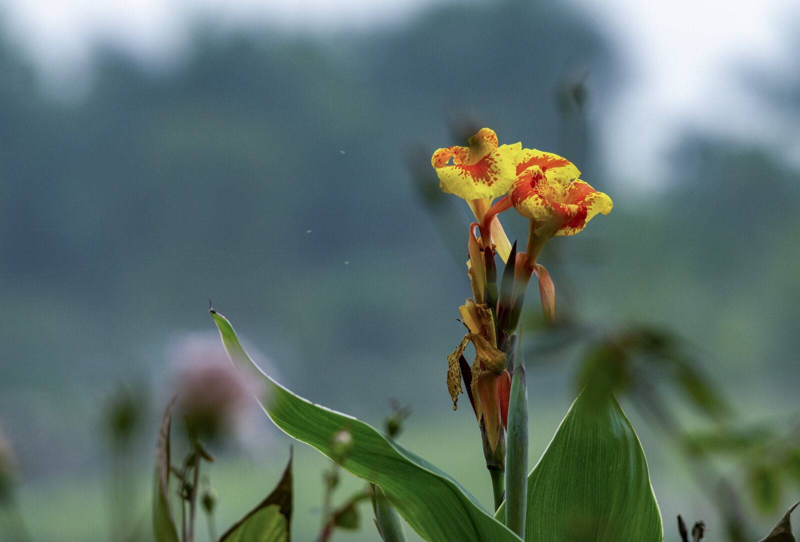 Nikon D810 sample photo. Flower, tree, nice photography