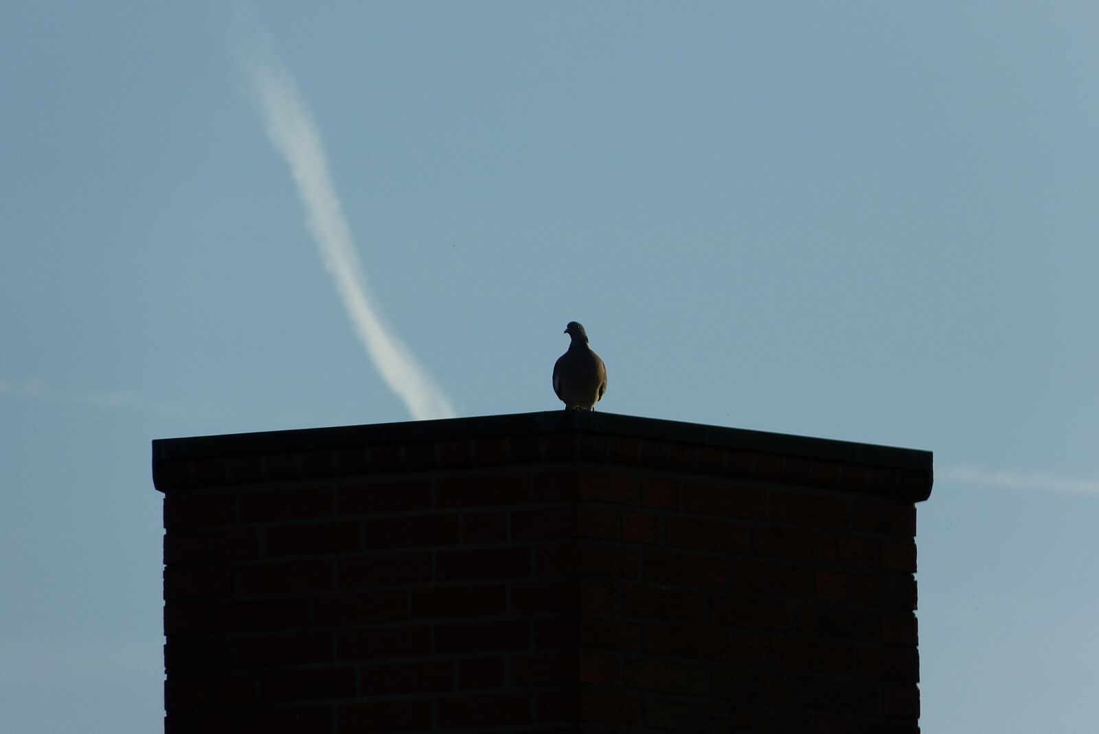 Panasonic Lumix DMC-FZ150 sample photo. Dove, wall, sky photography