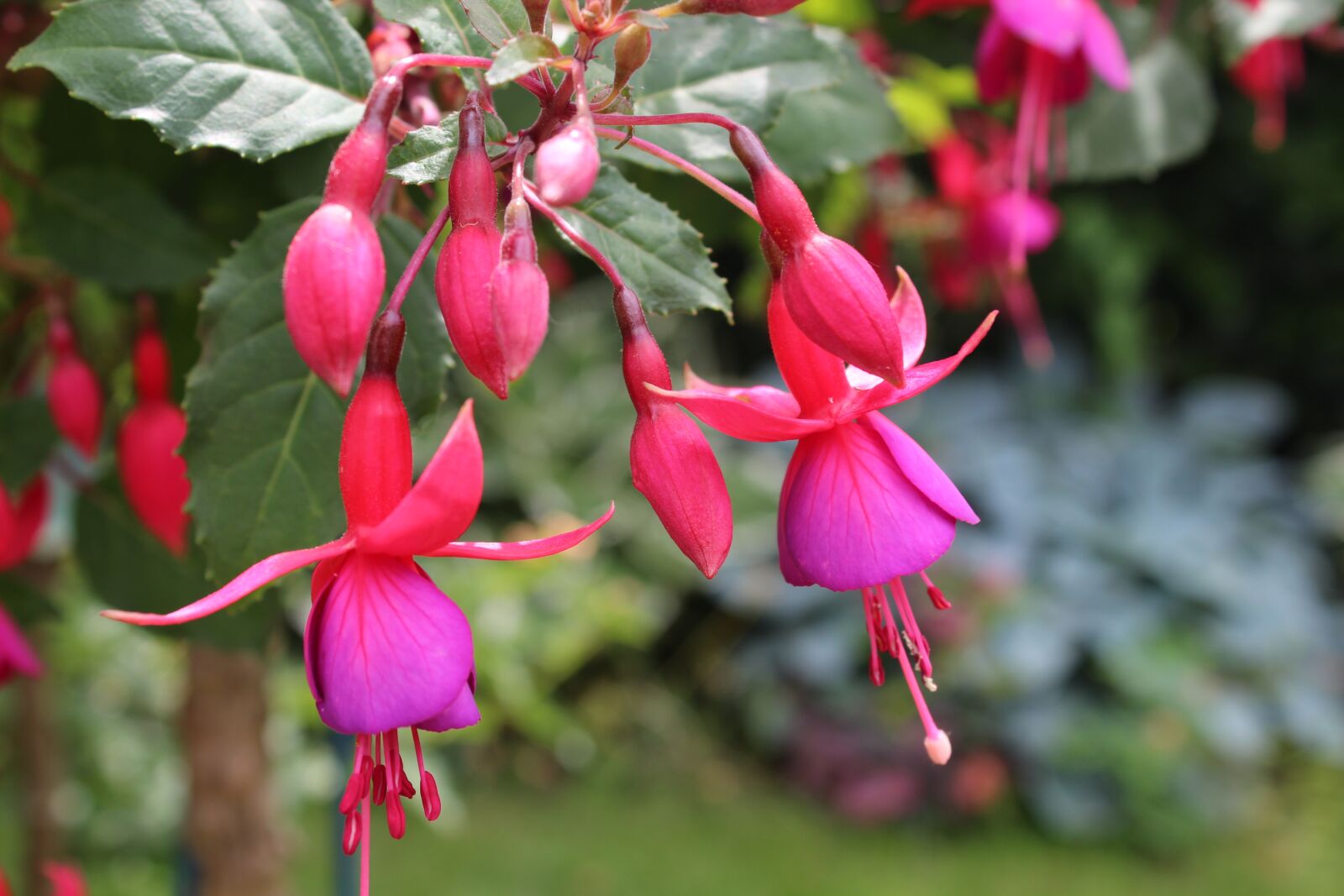 Canon EOS 1300D (EOS Rebel T6 / EOS Kiss X80) sample photo. Fuchsia, flower, blossom photography