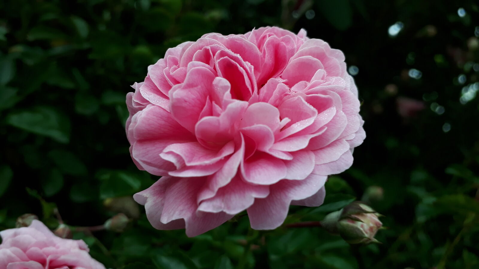 Samsung Galaxy J5 Prime sample photo. Rose, petals photography