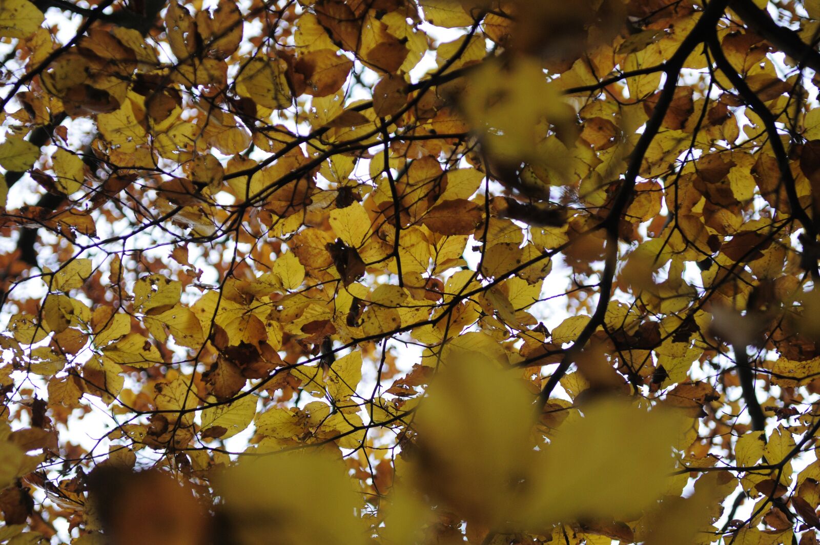 Nikon D300 sample photo. Autumn, leaves, colored leaves photography