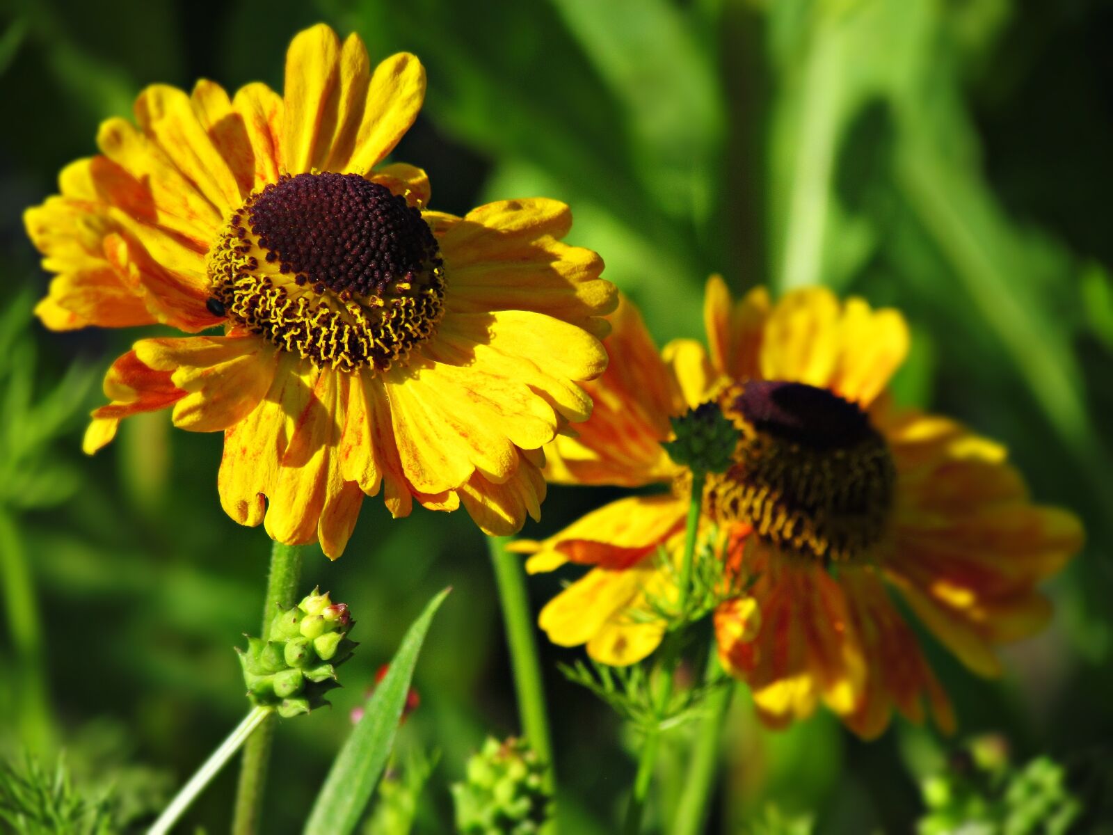 Canon PowerShot SX30 IS sample photo. Flowers, yellow, summer photography