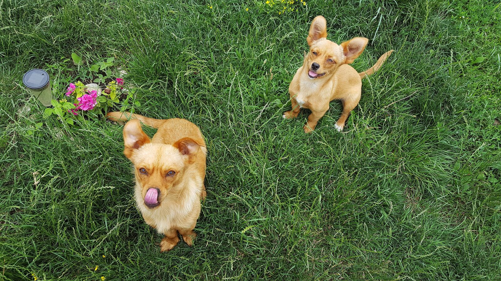Samsung Galaxy S6 sample photo. Dogs, young dog, puppies photography