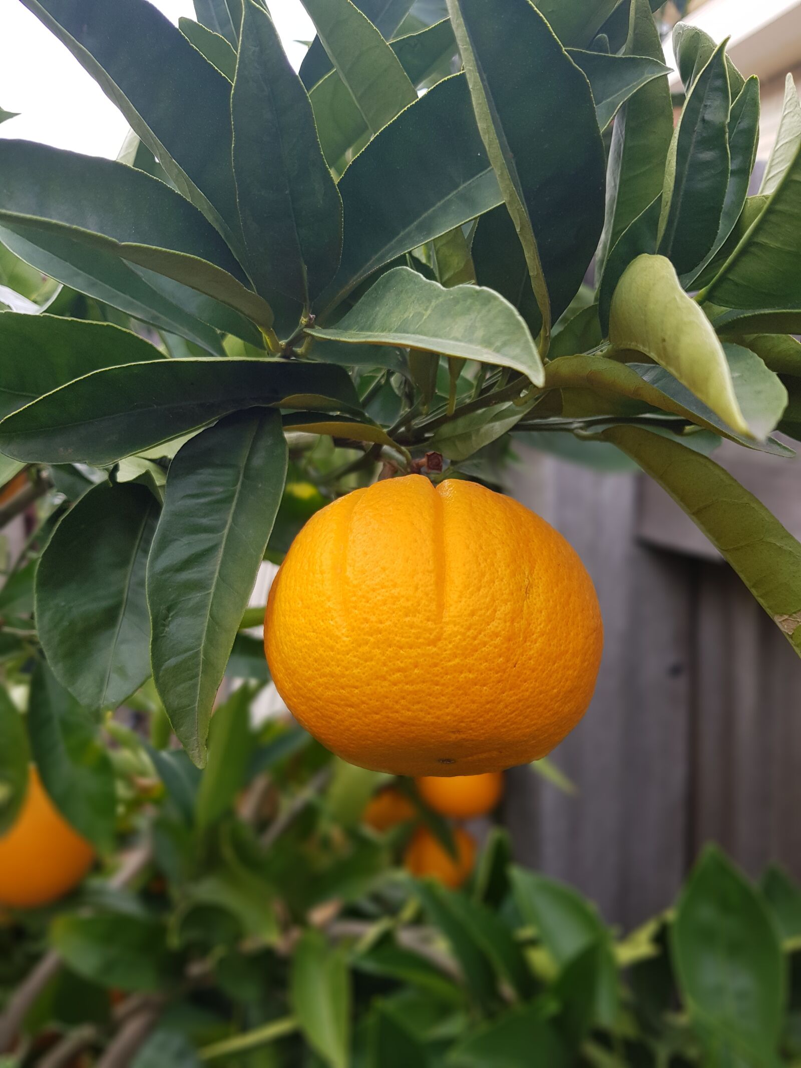 Samsung Galaxy S8 sample photo. Orange, fruit, nature photography