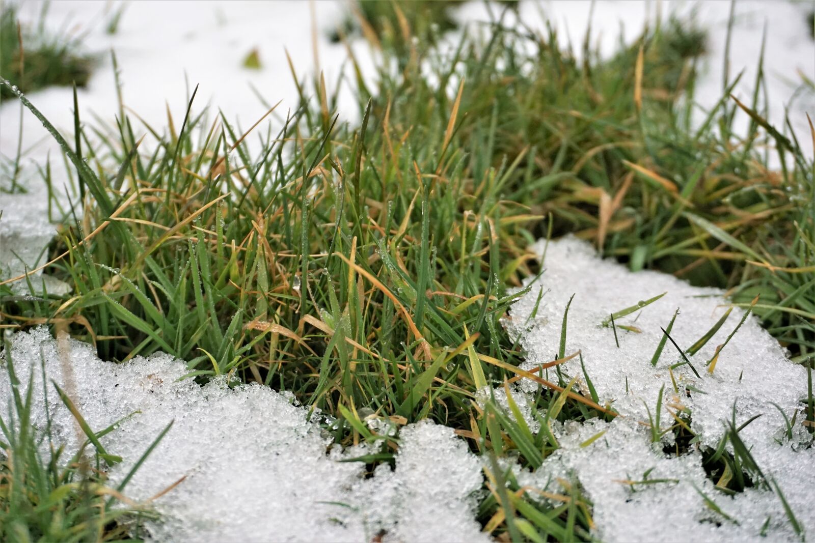 Sony E 16-50mm F3.5-5.6 PZ OSS sample photo. Grass, nature, outdoors photography