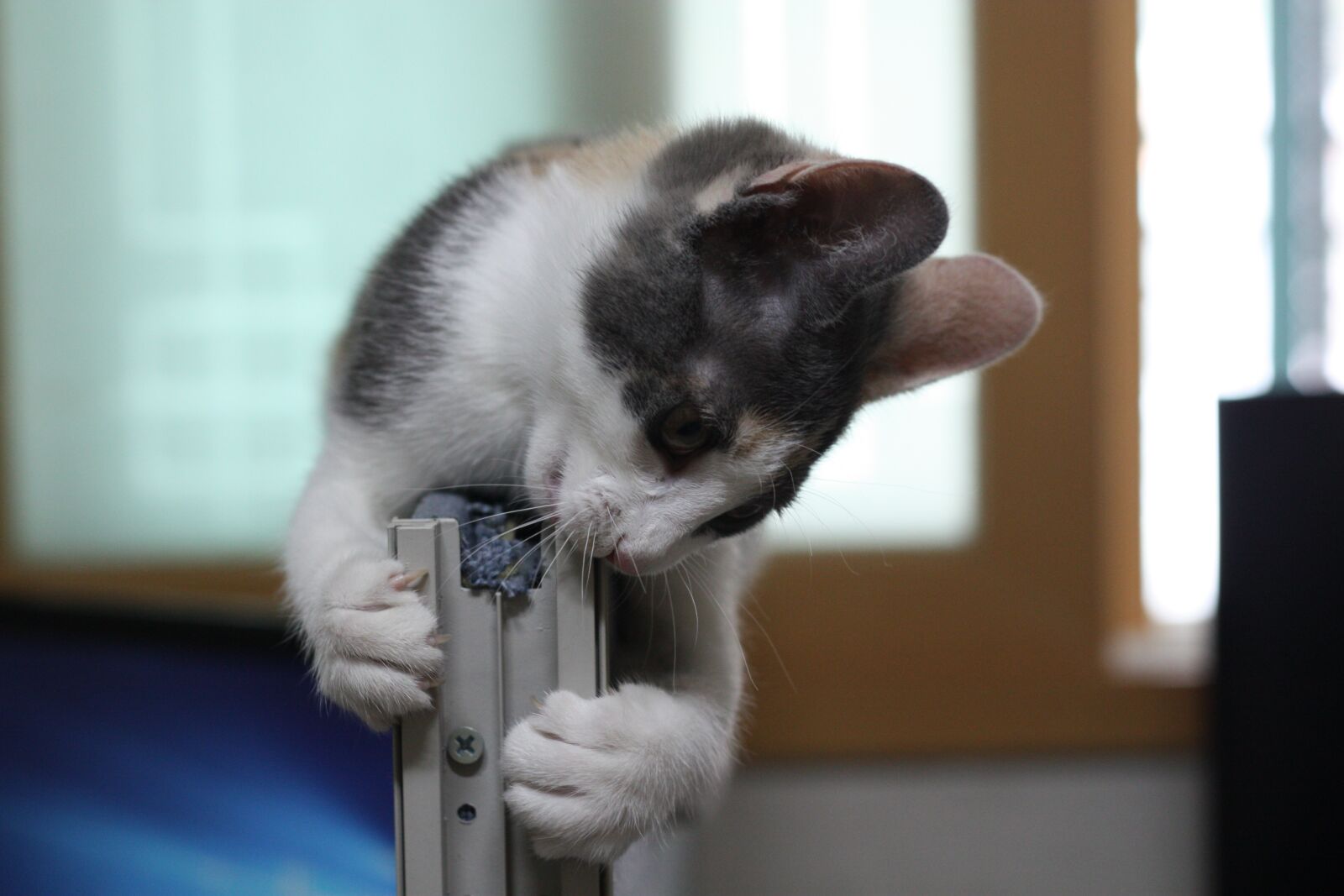 Canon EOS 450D (EOS Rebel XSi / EOS Kiss X2) sample photo. Cat, nori just, nyan photography