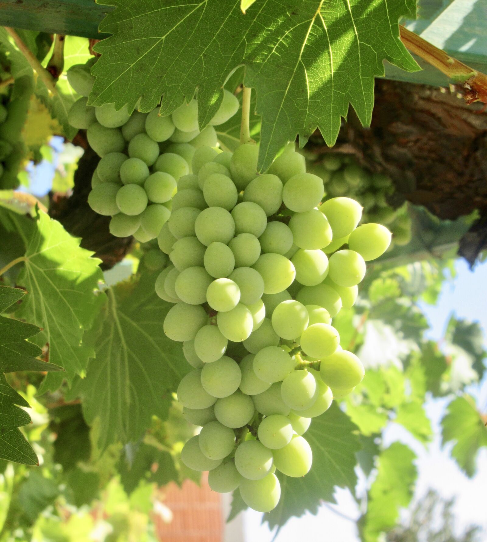 Canon PowerShot SX620 HS sample photo. Grapes, wine, fruit photography