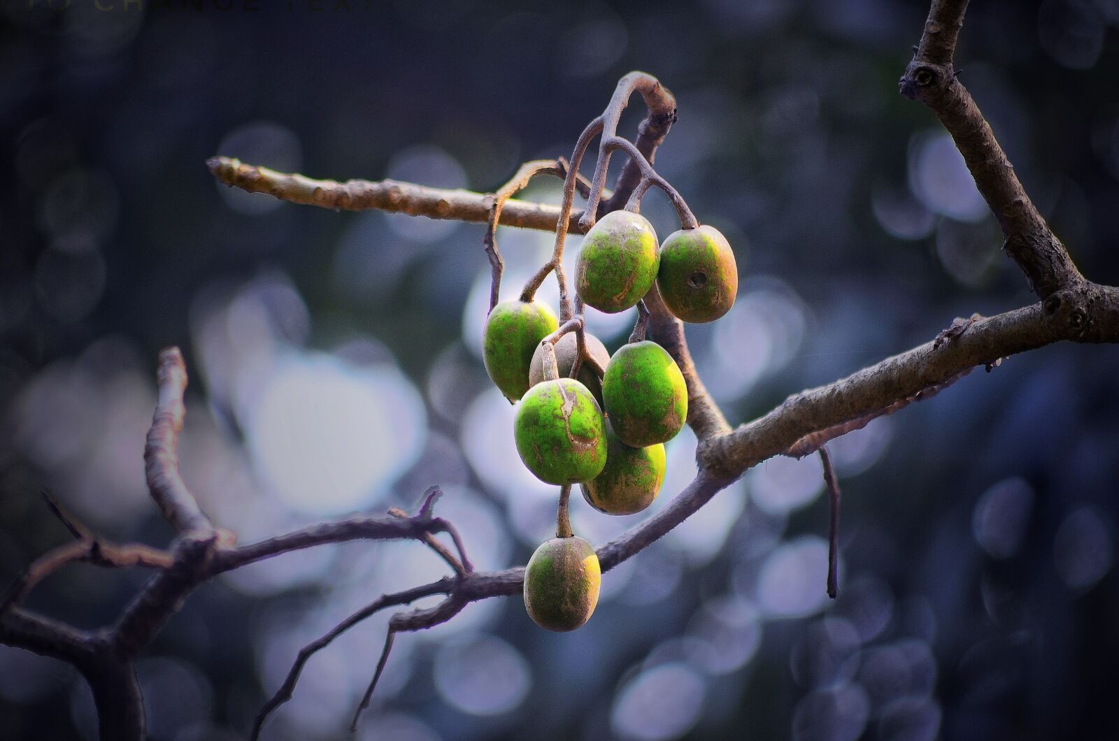 Nikon D5100 sample photo. Olive, fruit, beautiful photography