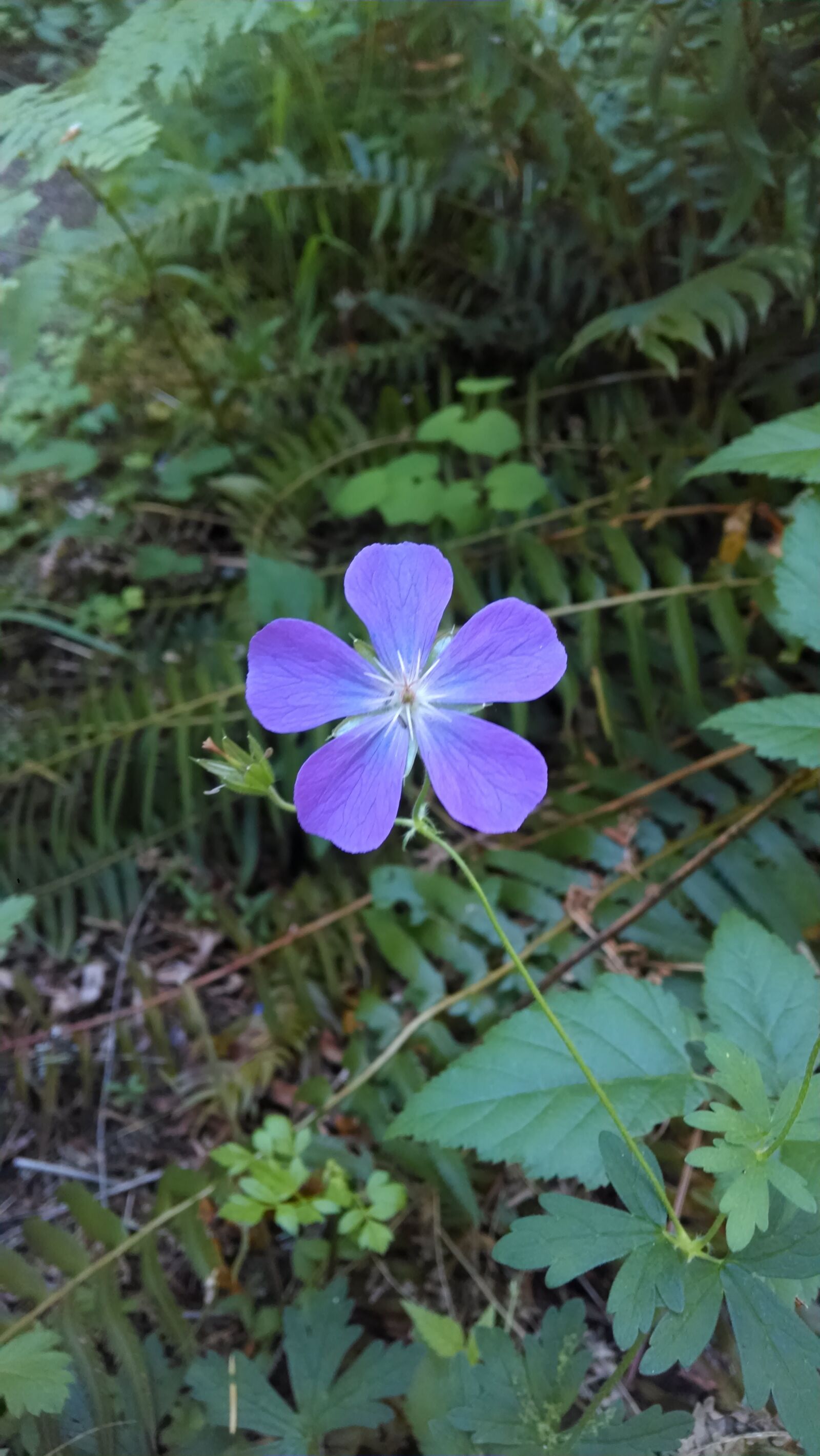 Motorola Moto X (1st Gen) sample photo. Flower, purple, purple flower photography