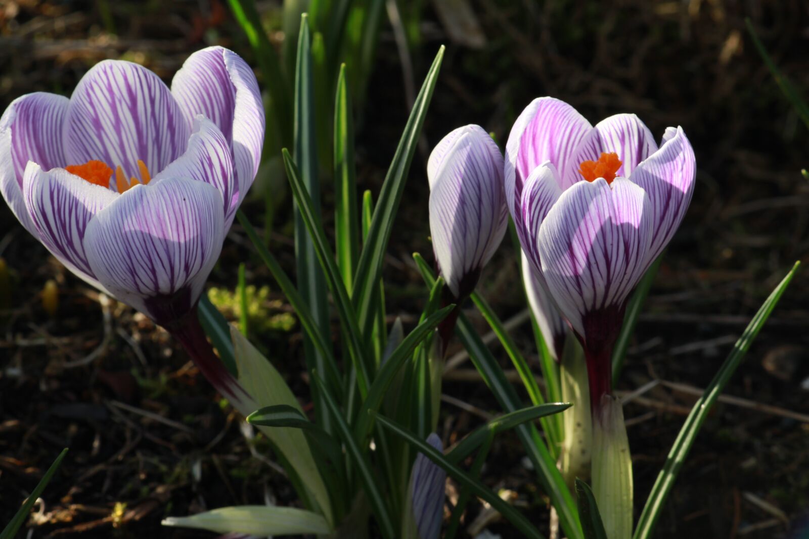 Canon EOS 500D (EOS Rebel T1i / EOS Kiss X3) sample photo. Crocus in bloom, flower photography
