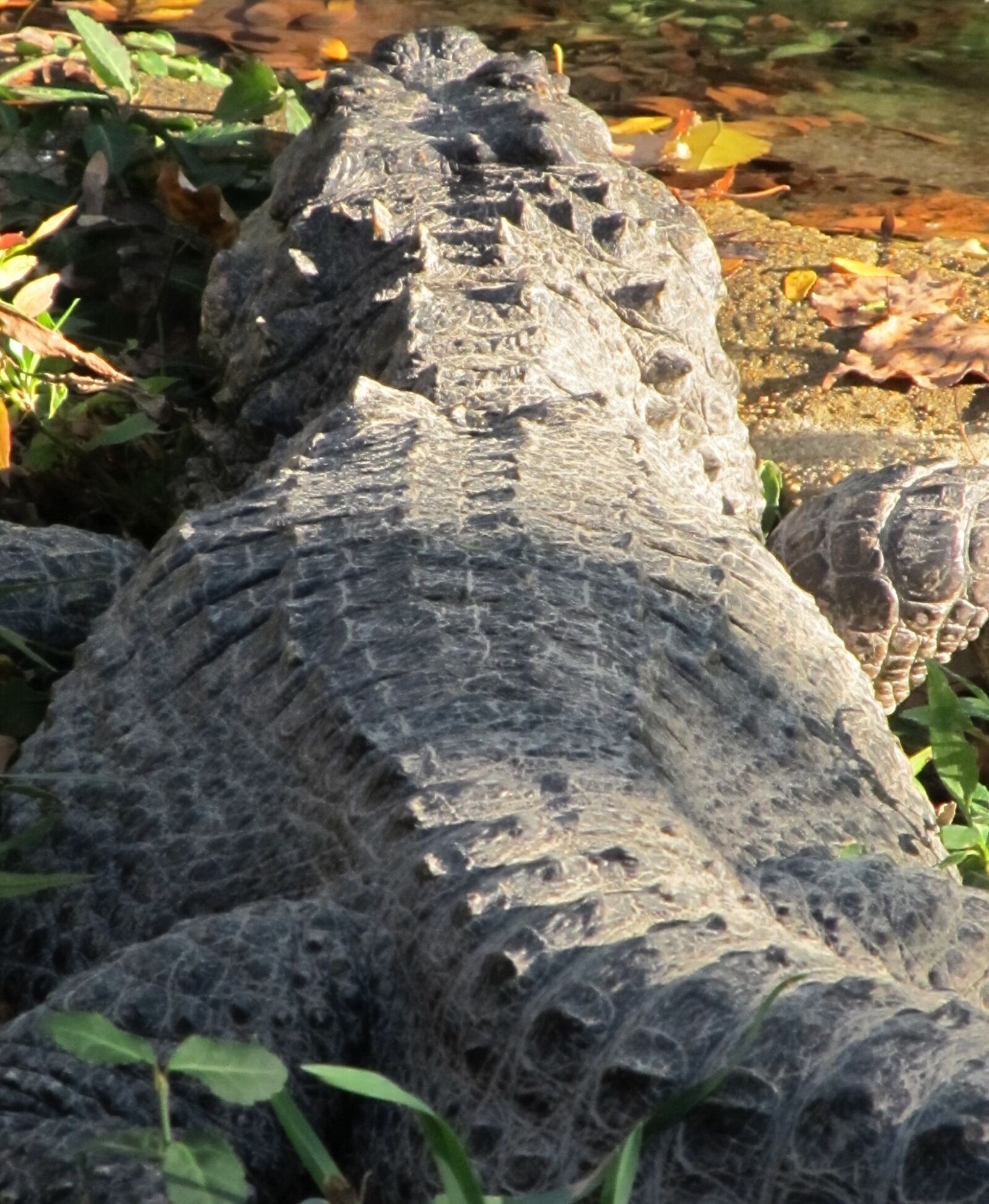 Canon PowerShot SX130 IS sample photo. American alligator, rear view photography