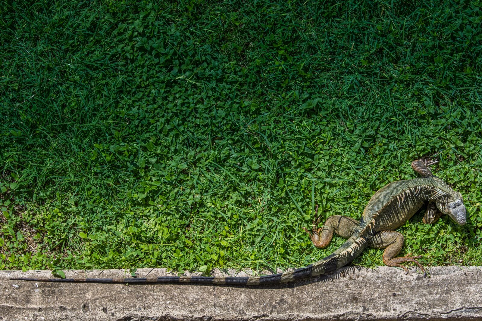 Canon EOS 750D (EOS Rebel T6i / EOS Kiss X8i) sample photo. Iguana, reptile, wildlife photography