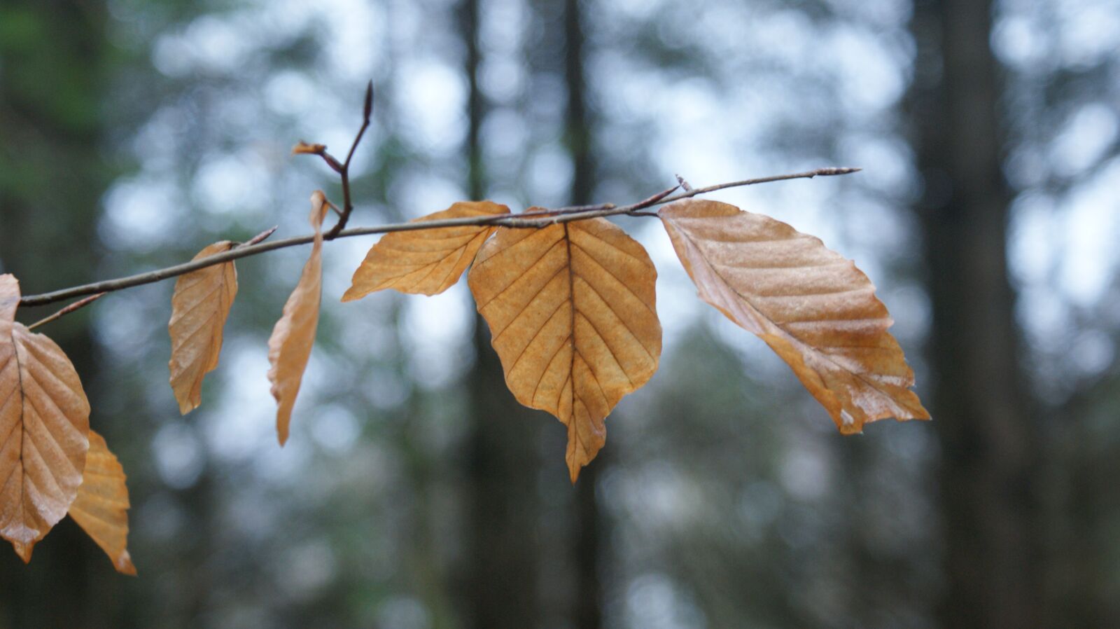 Sony Alpha DSLR-A350 sample photo. Autumn, nature, forest photography