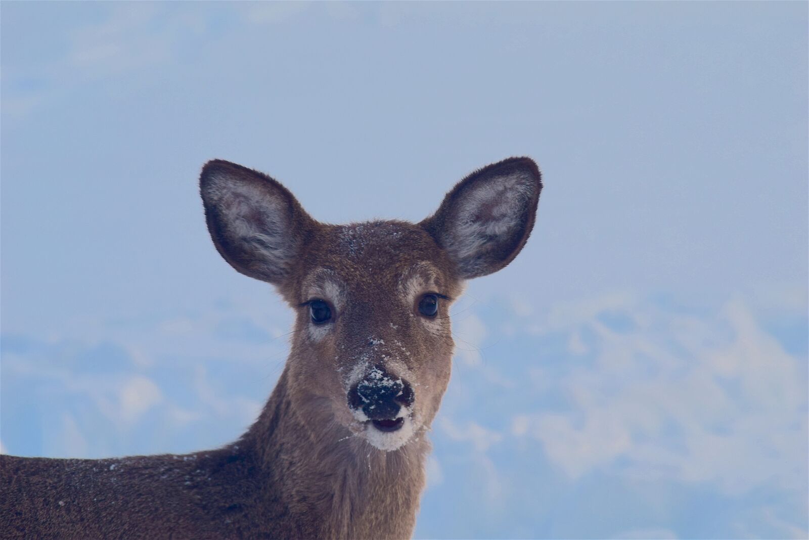 Nikon D3300 sample photo. Deer, snow, face photography