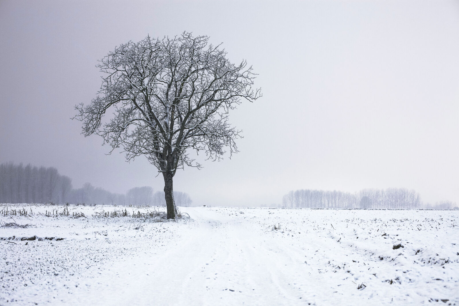 Canon EOS 5D Mark II sample photo. Lone, tree, in, winter photography