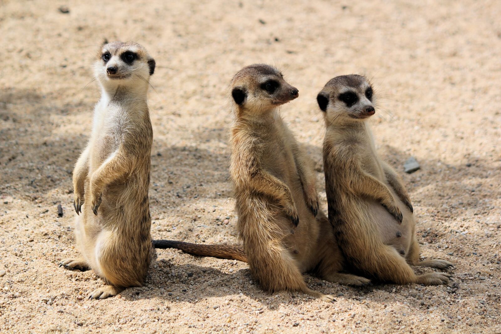 Canon EOS 550D (EOS Rebel T2i / EOS Kiss X4) sample photo. Meerkats, šelmičky, african photography
