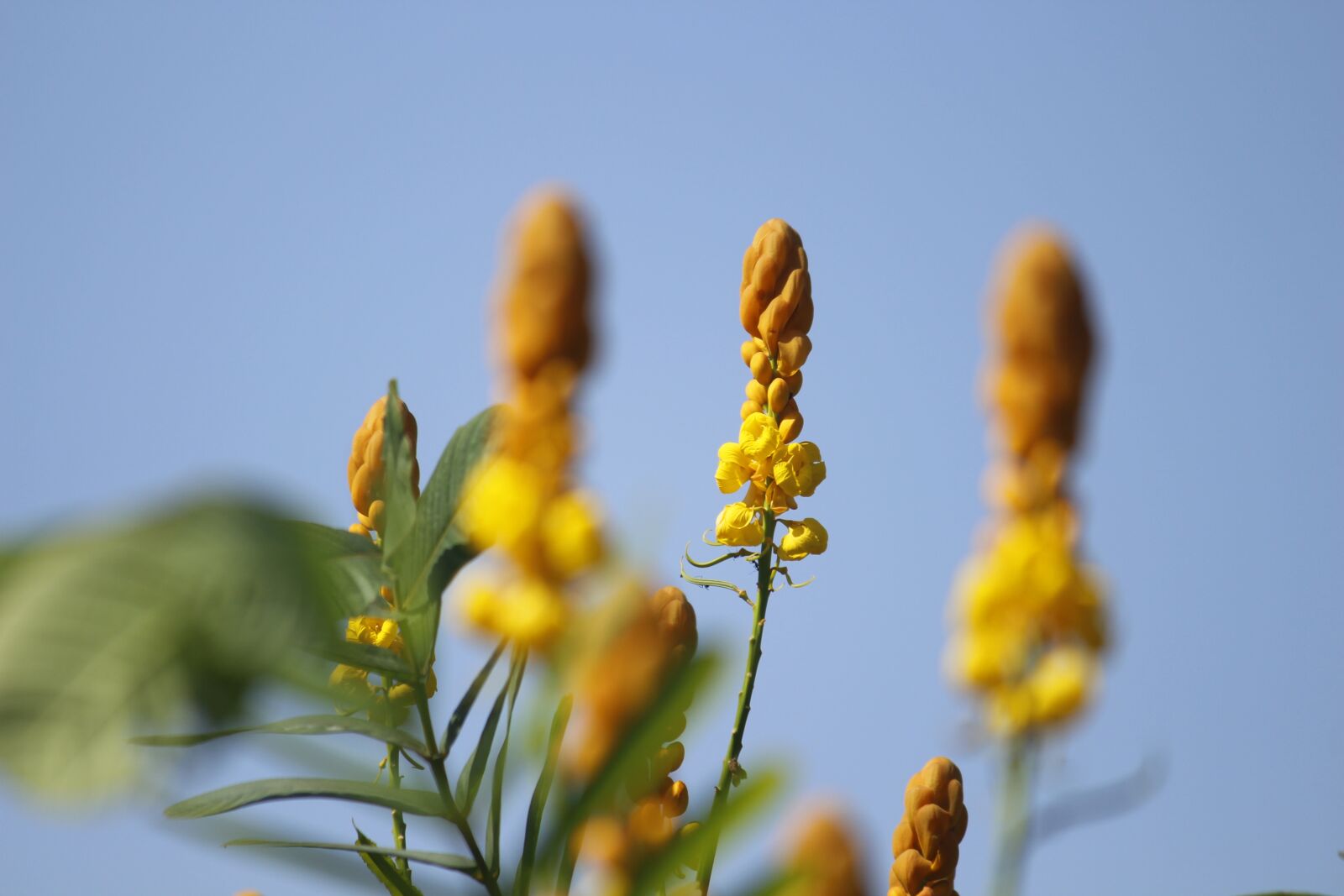 Canon EOS 700D (EOS Rebel T5i / EOS Kiss X7i) sample photo. Nature, flower, flora photography