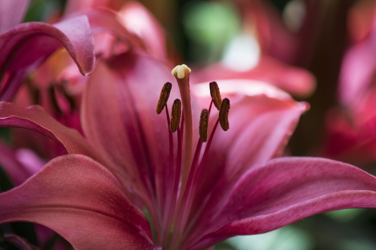 Nikon D5300 sample photo. Flower, peaceful, nature photography