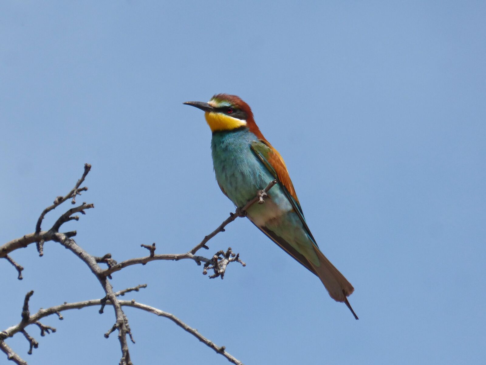 Panasonic DMC-FZ62 sample photo. Bee-eater, abellerol, bird photography