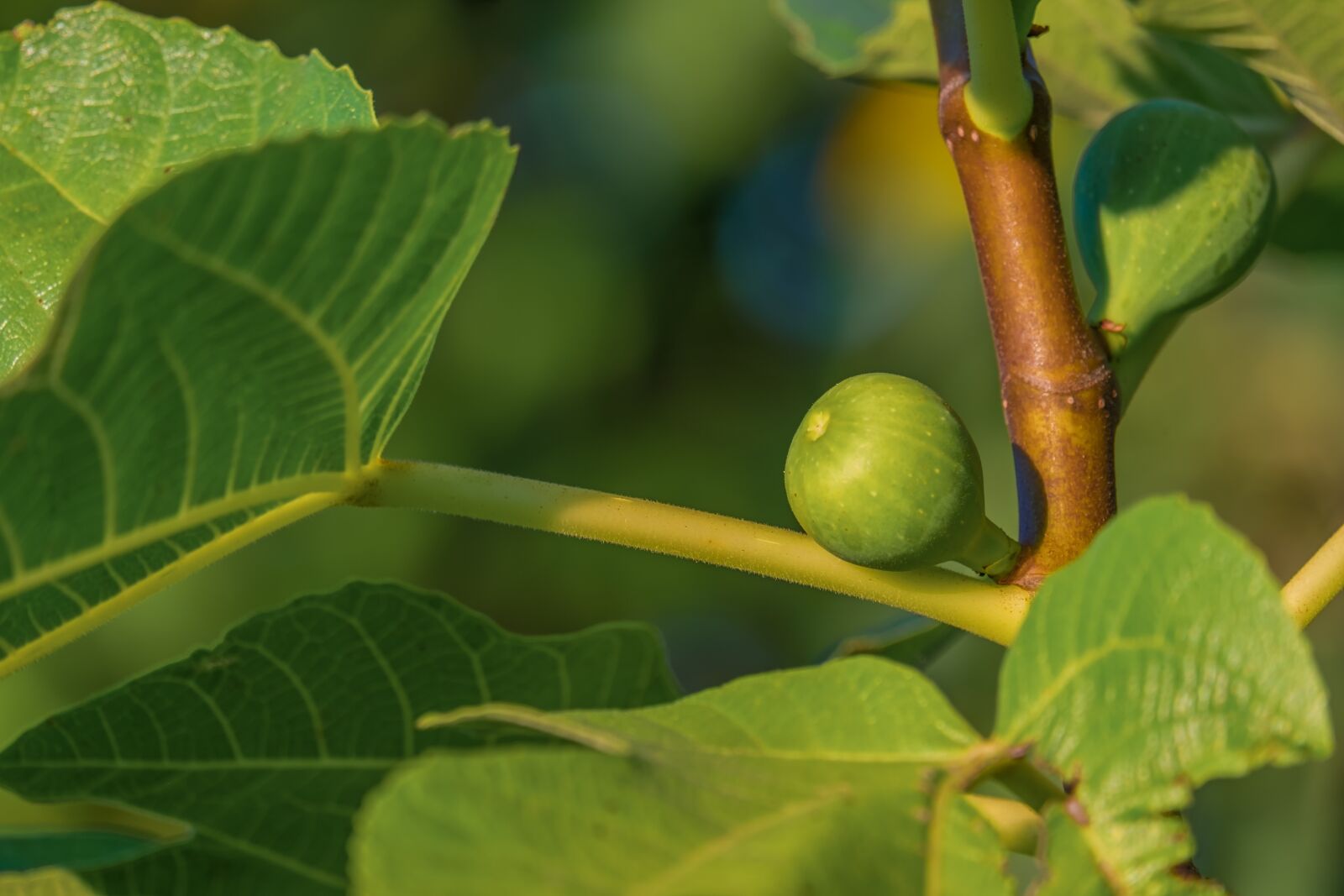 Fujifilm X-T10 sample photo. Fig, tree, fig tree photography